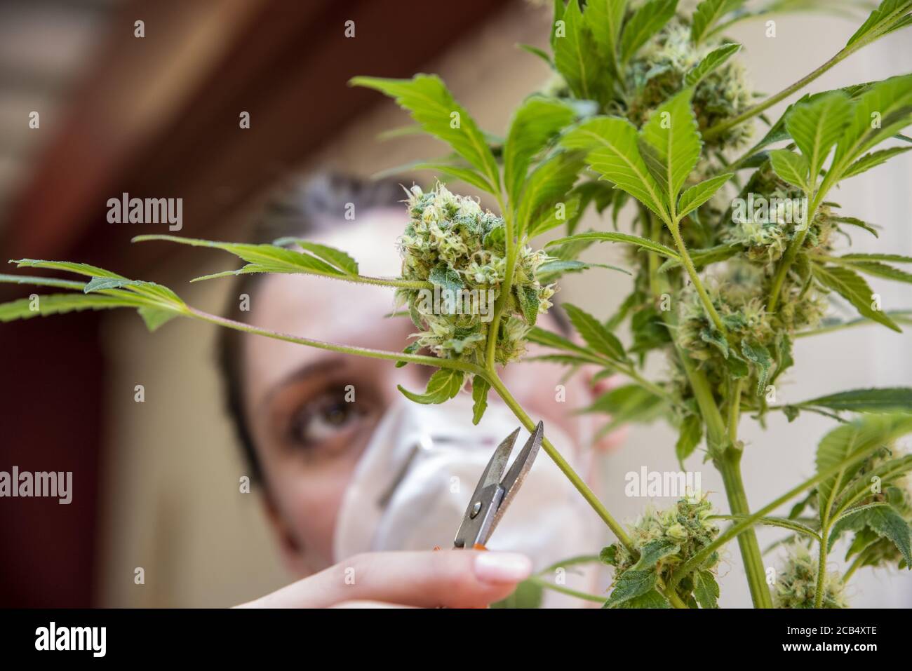Hand schneiden Cannabispflanzen. Die Hand der Frau war damit beschäftigt, Cannabis für therapeutische Zwecke zu beschneiden. Medizinisches Marihuana Konzept Hintergrund. Stockfoto