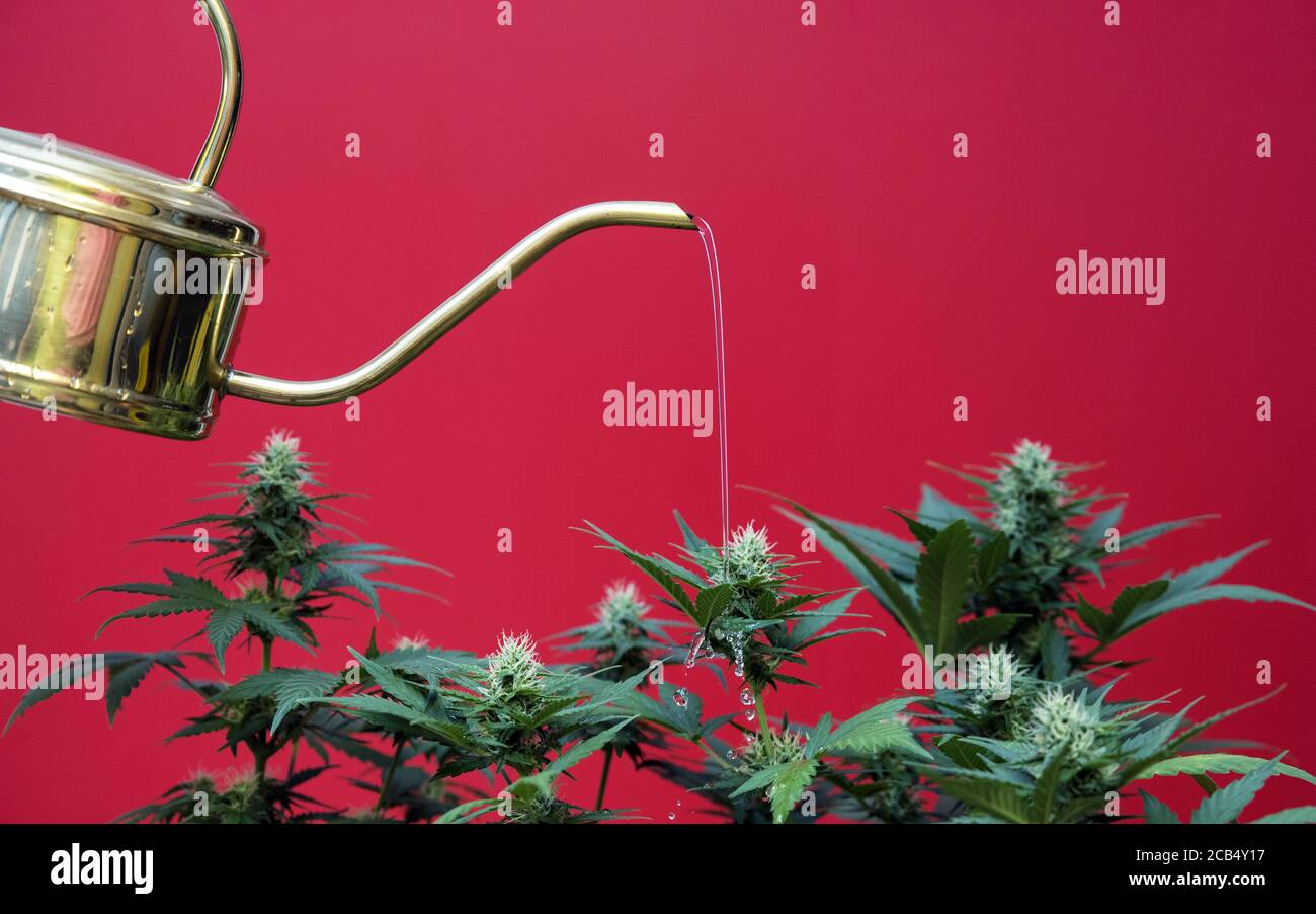 Marihuanapflanzen werden mit einer Gießkanne bewässert. Eine Abfolge, wie man die reifen Cannabis-Setzlinge mit Wasser abschrecken kann. Stockfoto