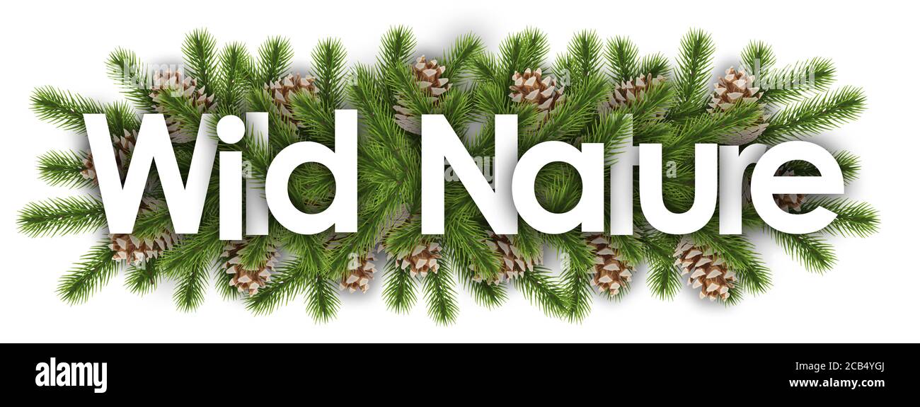 Wilde Natur im weihnachtlichen Hintergrund - Kiefernzweige Stockfoto