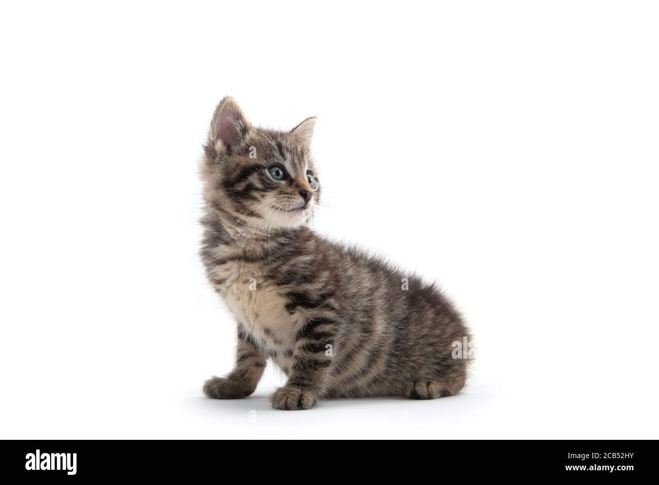 Nettes Baby tabby Kätzchen isoliert auf weißem Hintergrund Stockfoto