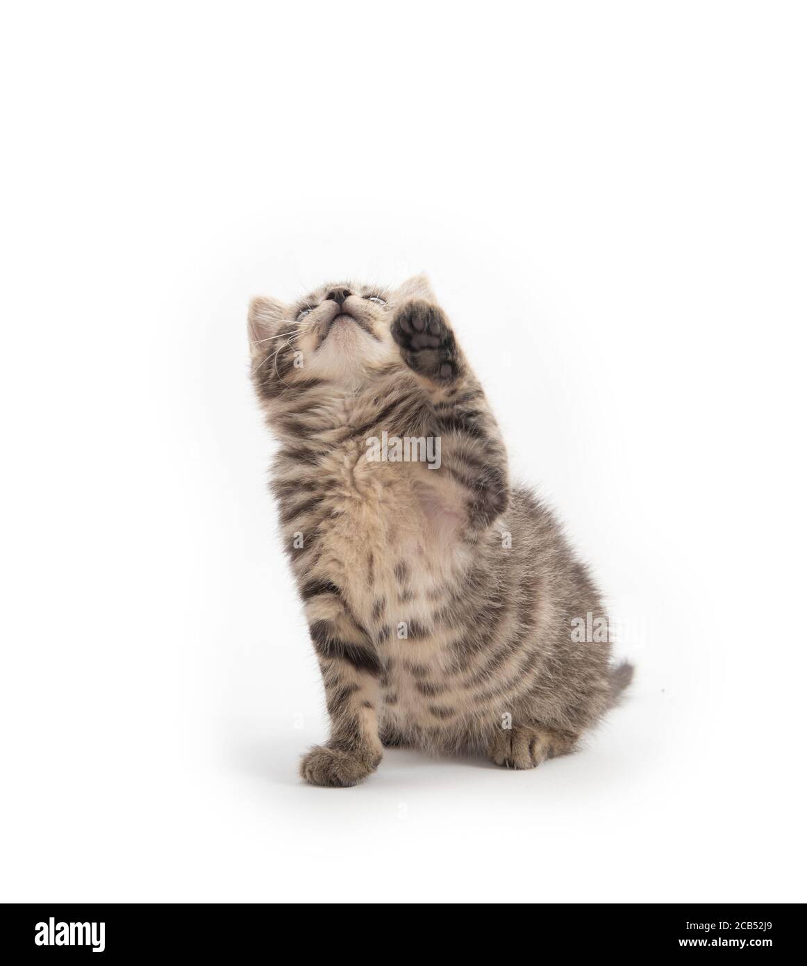 Nettes Baby tabby Kätzchen isoliert auf weißem Hintergrund Stockfoto