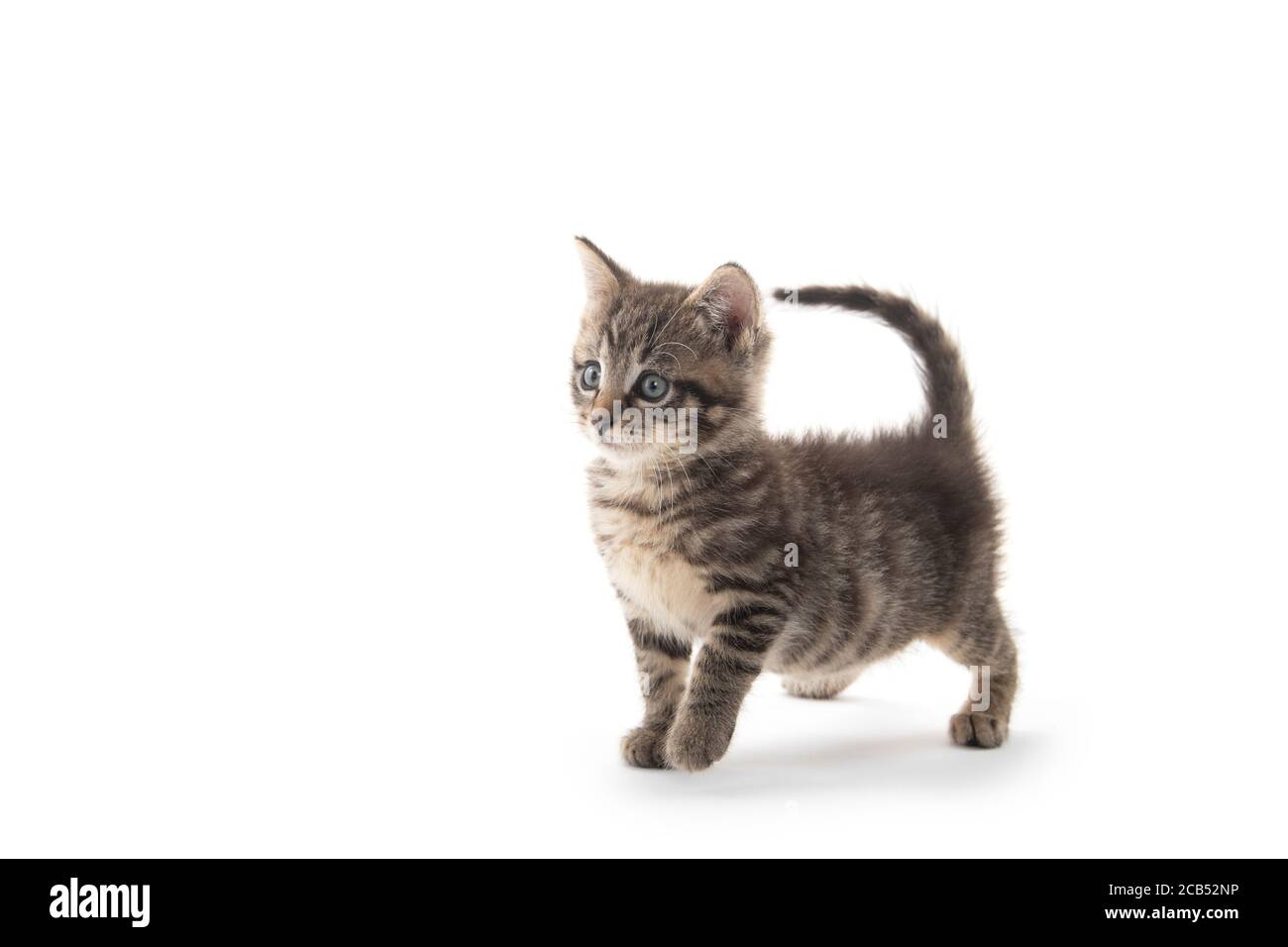 Nettes Baby tabby Kätzchen isoliert auf weißem Hintergrund Stockfoto