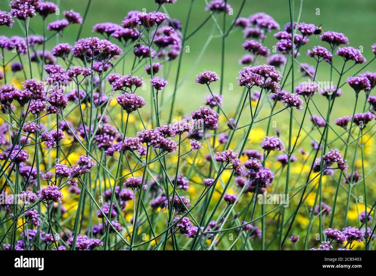 Verbena bonariensis. Argentinische Eisenkraut blüht in einem europäischen Garten Verbena Pflanzen Stockfoto