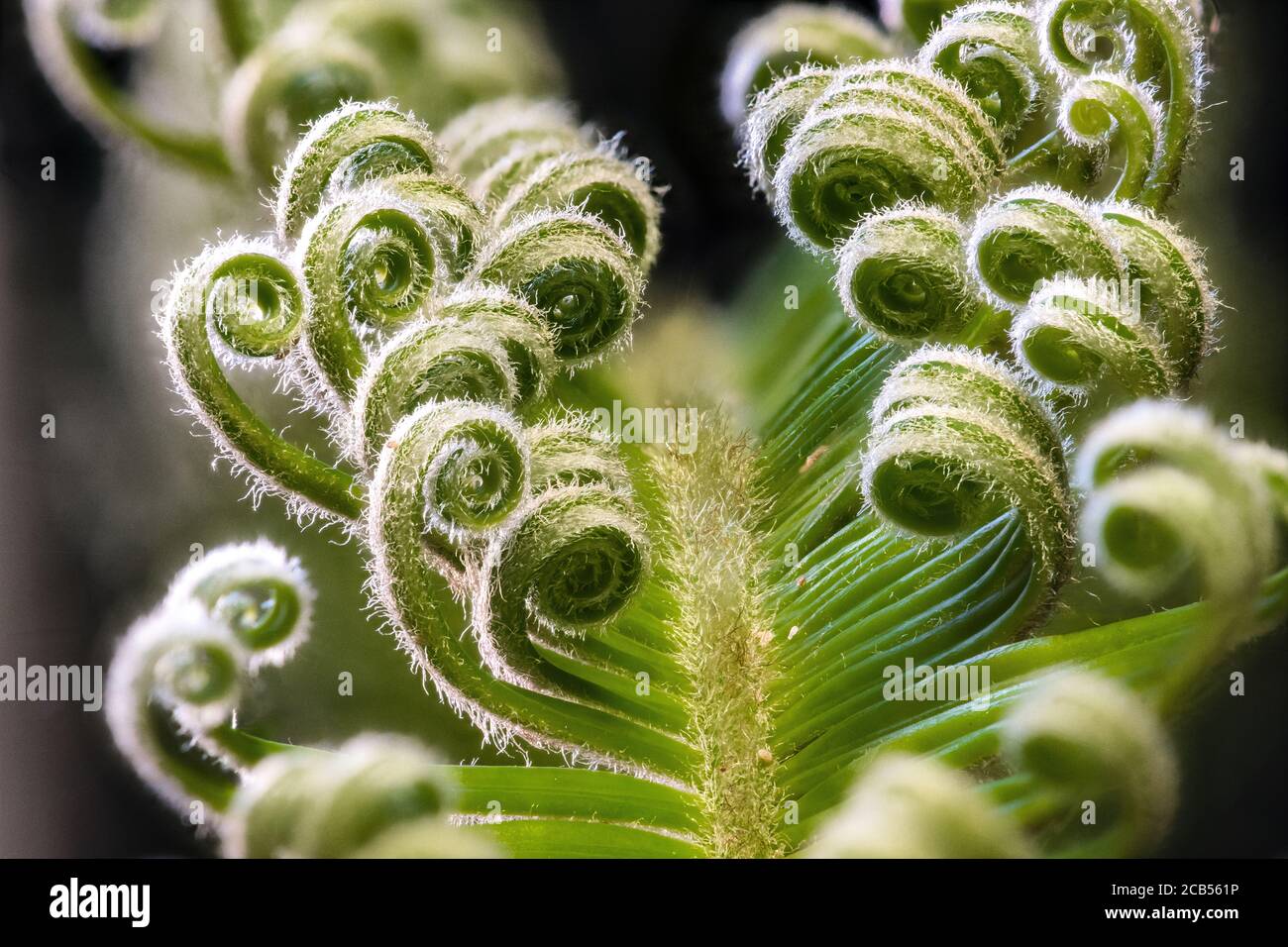 Sagopalme (Cycas revoluta) Blattentwicklung Stockfoto