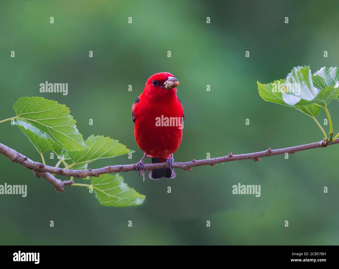 Golfküste Neotropische Vögel Frühlingszug Stockfoto