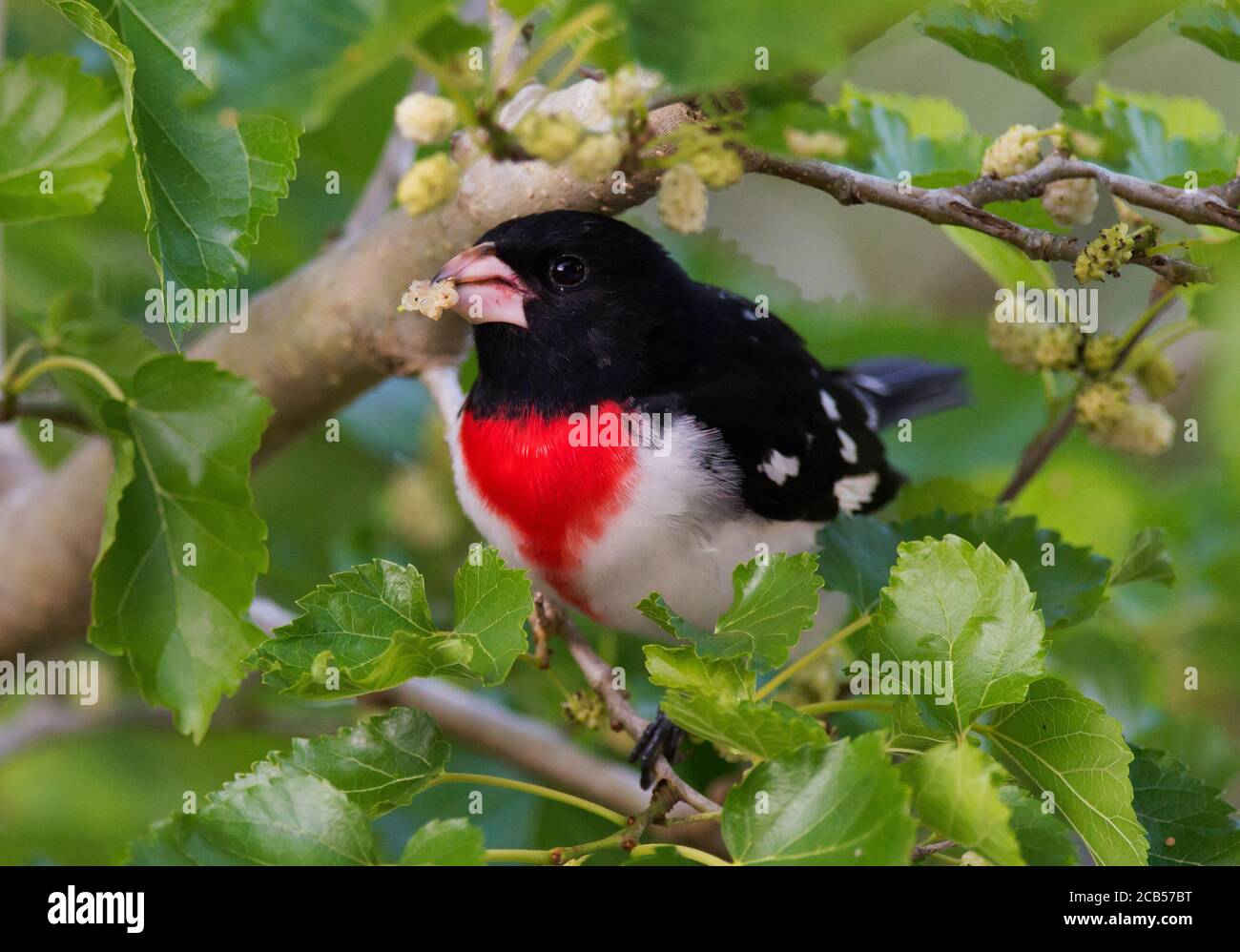 Golfküste Neotropische Vögel Frühlingszug Stockfoto