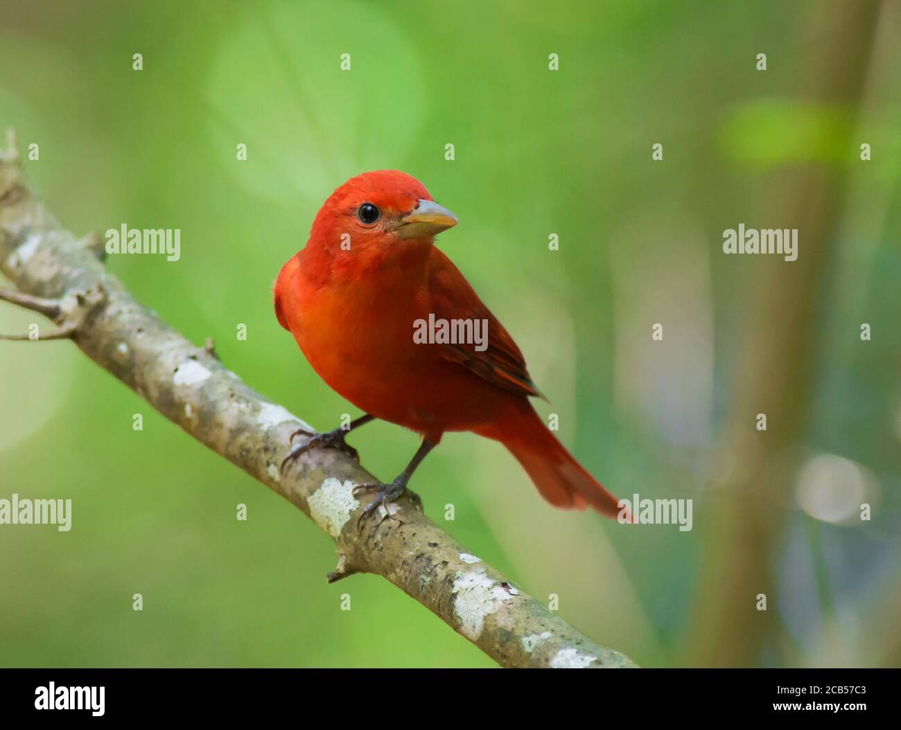 Golfküste Neotropische Vögel Frühlingszug Stockfoto