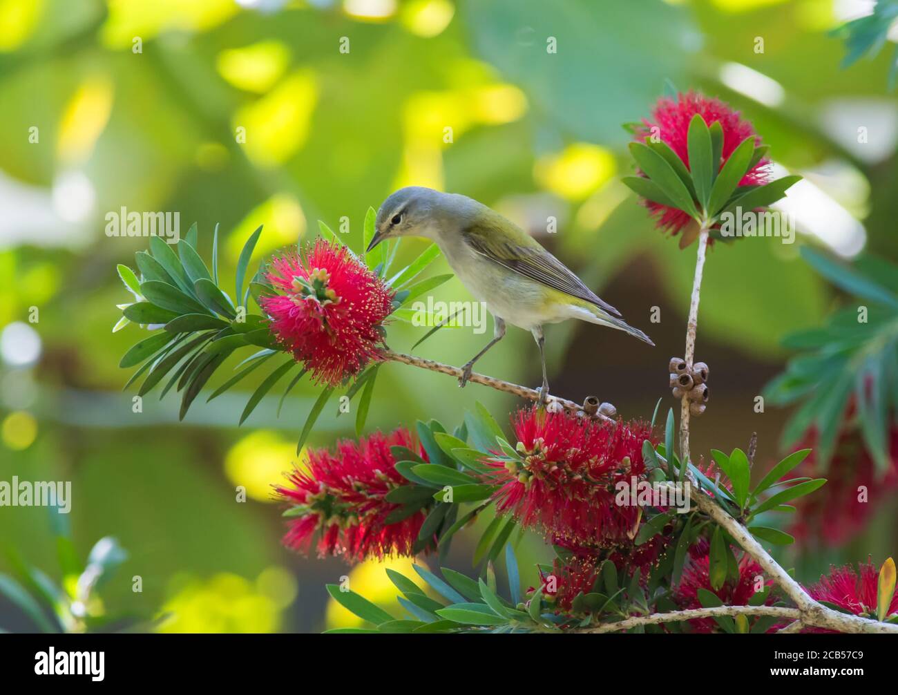 Golfküste Neotropische Vögel Frühlingszug Stockfoto