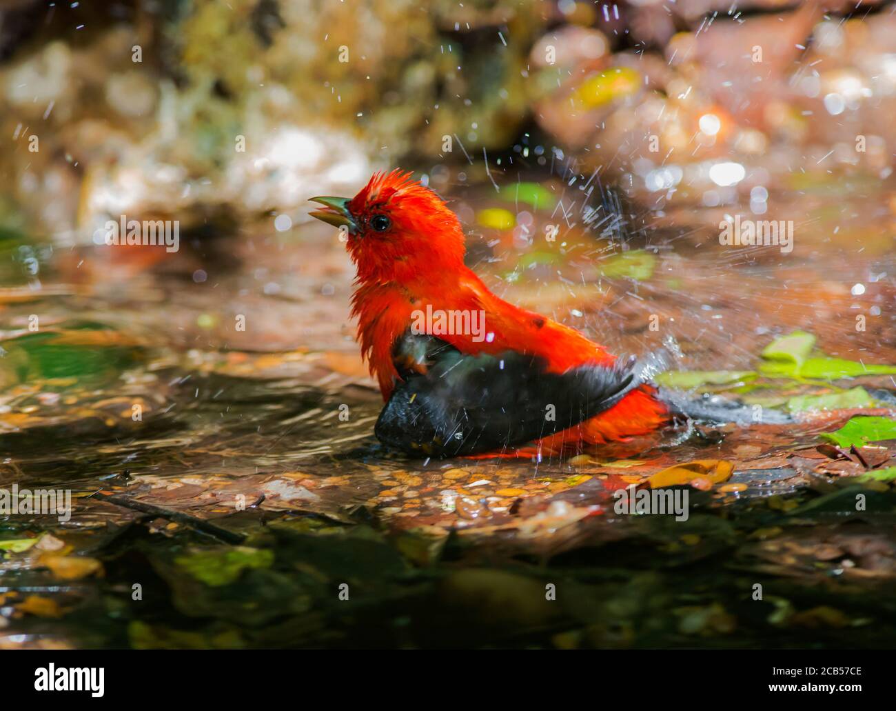 Golfküste Neotropische Vögel Frühlingszug Stockfoto