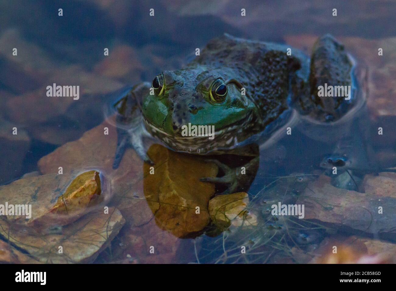 Amerikanischer Ochsenfrosch. Stockfoto