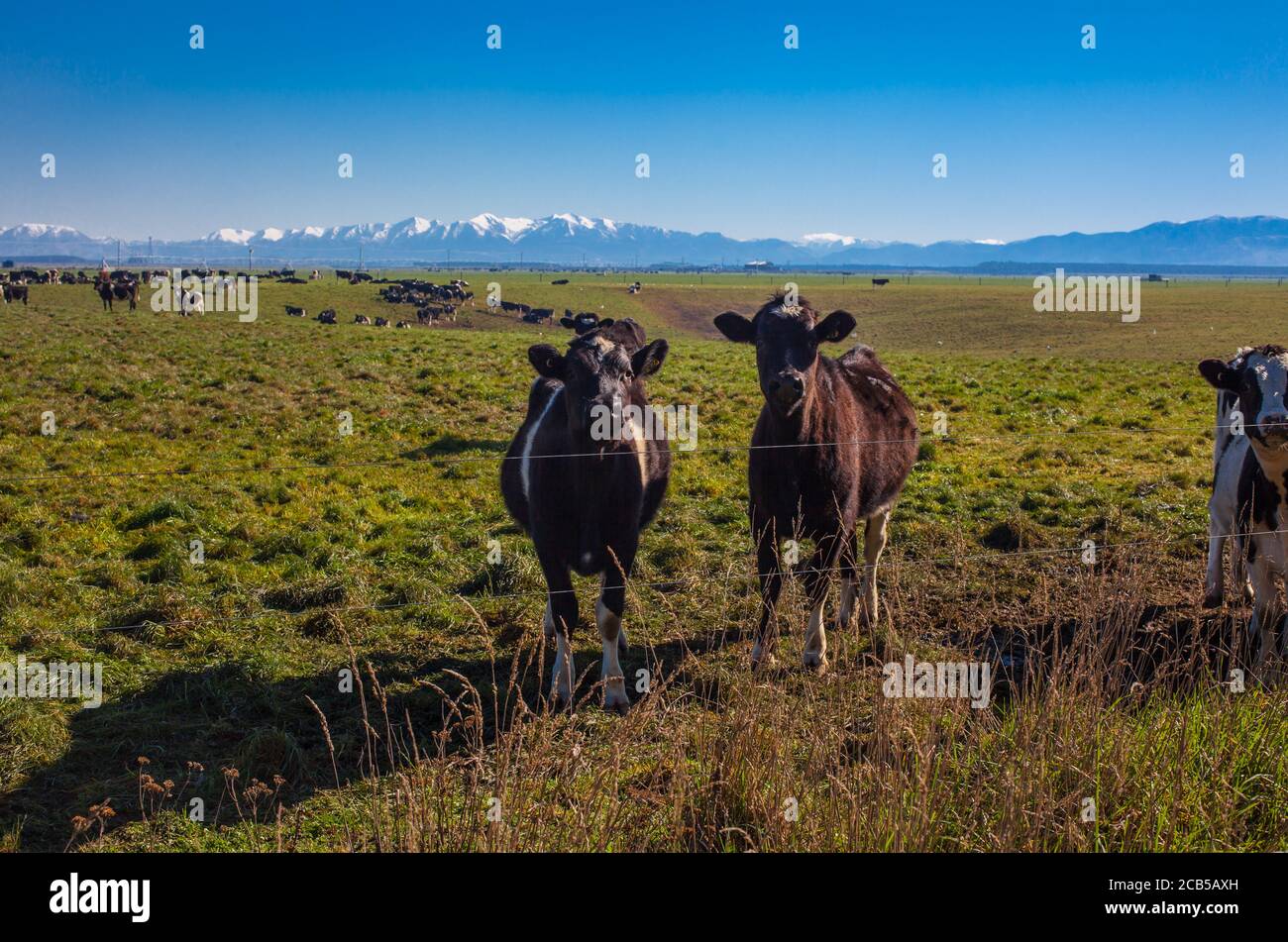 Neuseeländische Landschaftsszenen: Milchkühe Stockfoto