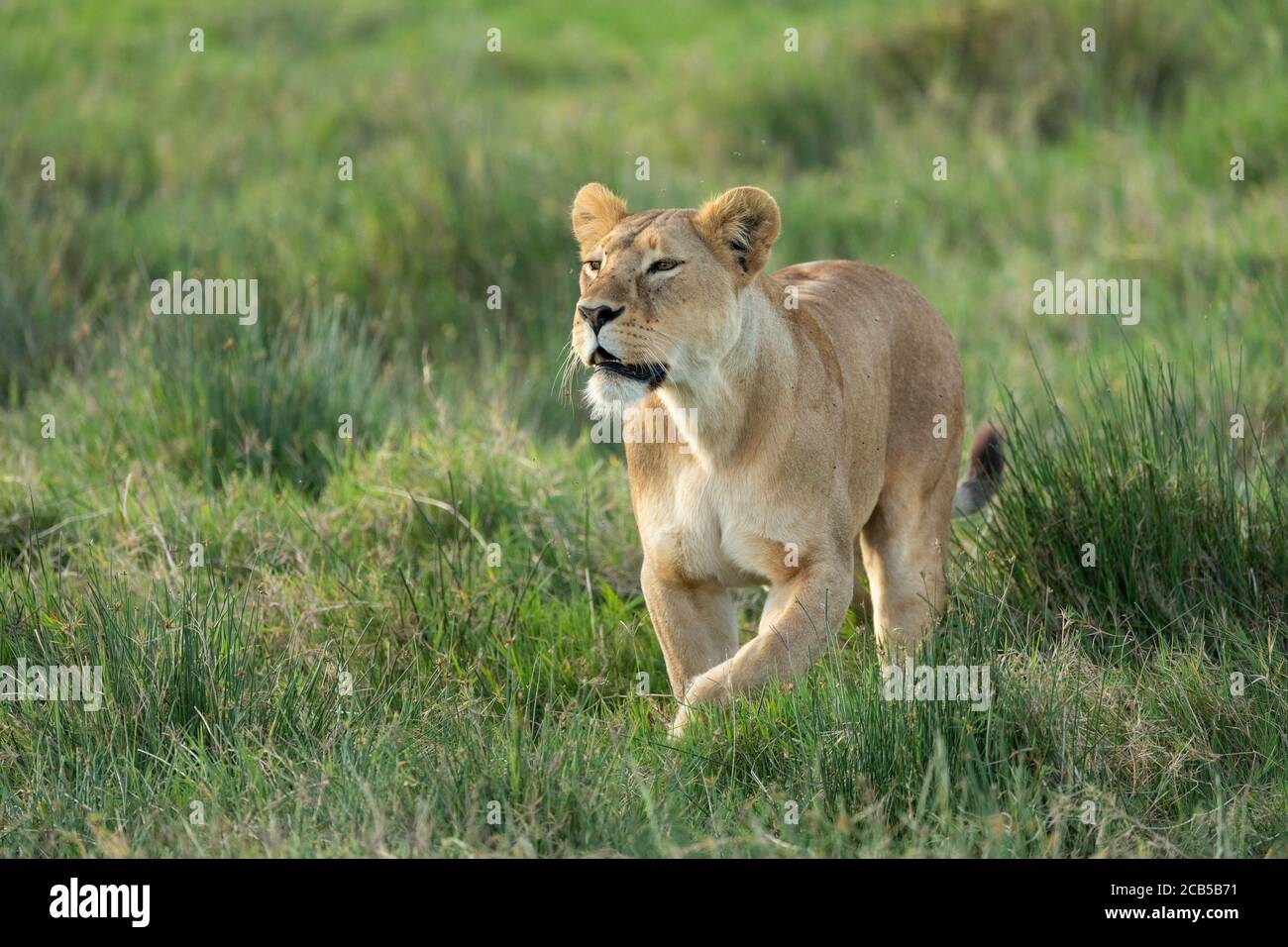 Weibliche Löwin, die im grünen Gras läuft und wachsam in Ndutu aussieht Tansania Stockfoto