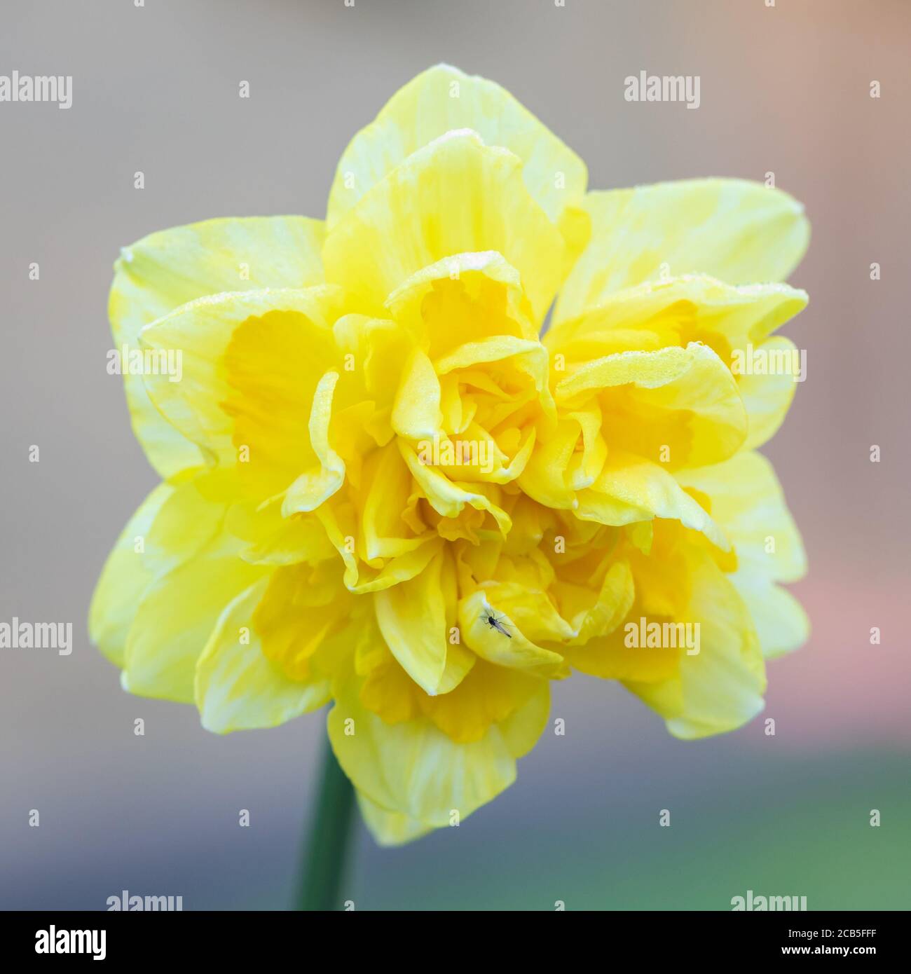 Einzelne gelbe Narzisse isoliert Stockfoto