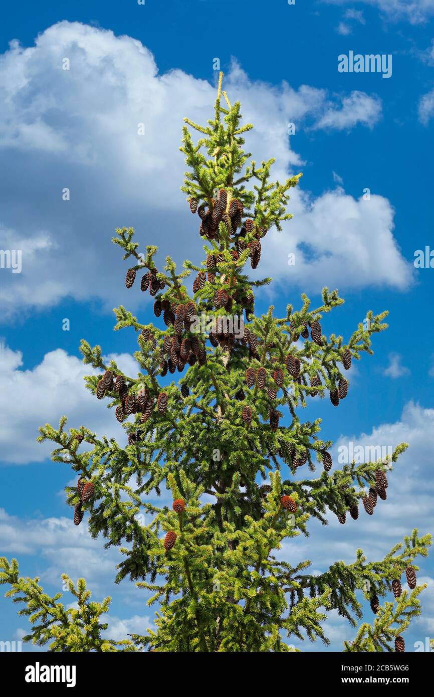 Fichtendecke, Picea, mit vielen Zapfen gegen blauen Himmel im Spätsommer. Stockfoto
