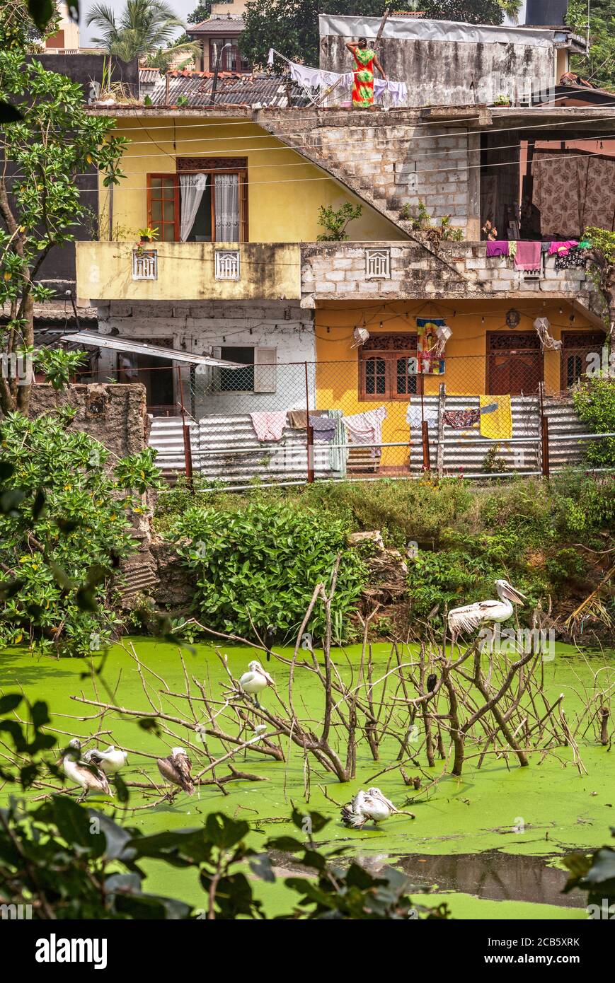 Die Nähe der menschlichen Zivilisation zur Tierwelt: Eine Herde Pelikane neben einer Straße und Häusern in der ländlichen Gegend von Süd-Sri Lanka Stockfoto