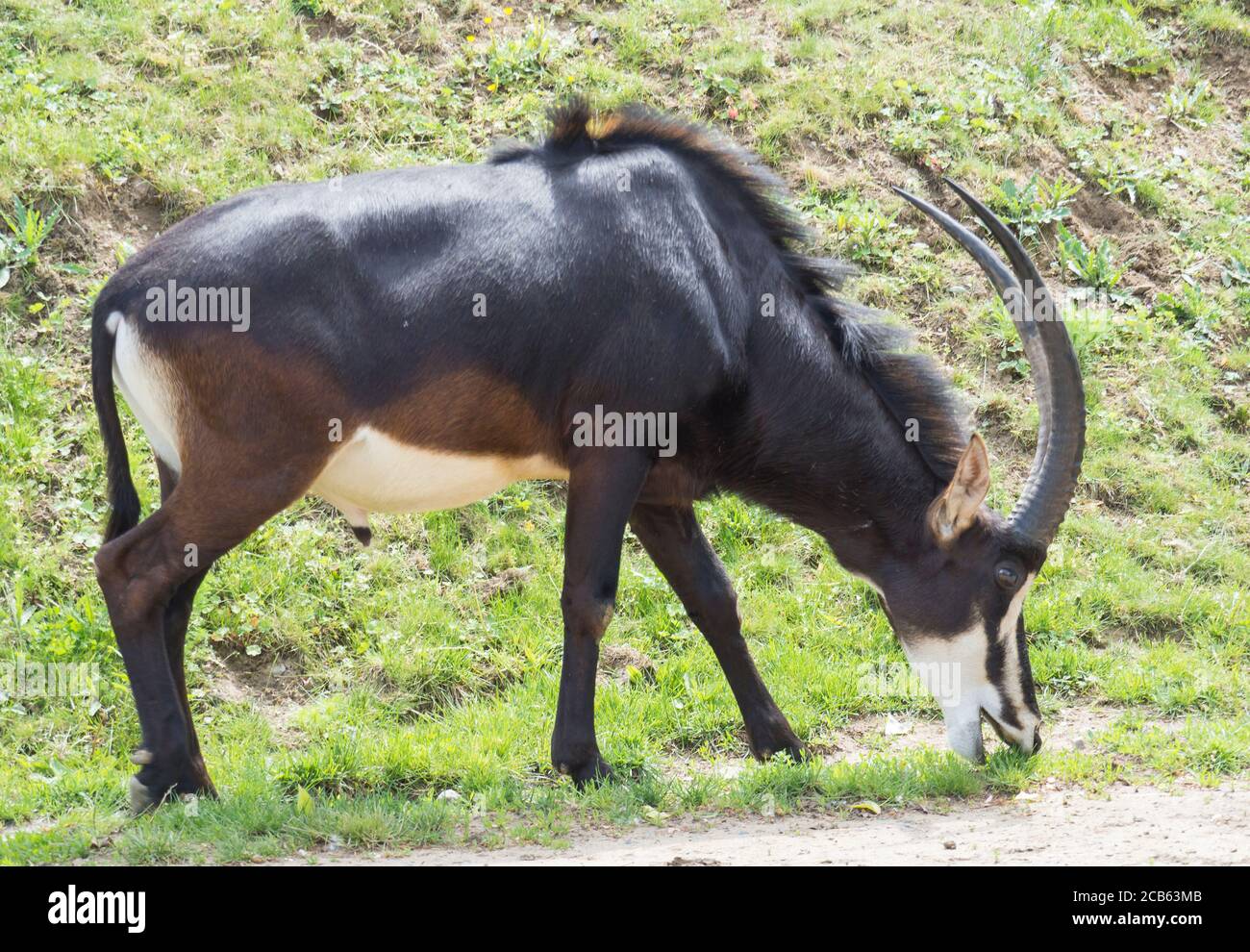 Nahaufnahme Porträt der männlichen Sable Antilope Hippotragus niger grasen auf grünem Gras. Sable Antilope bewohnt bewaldete Savanne in Ostafrika südlich von Stockfoto