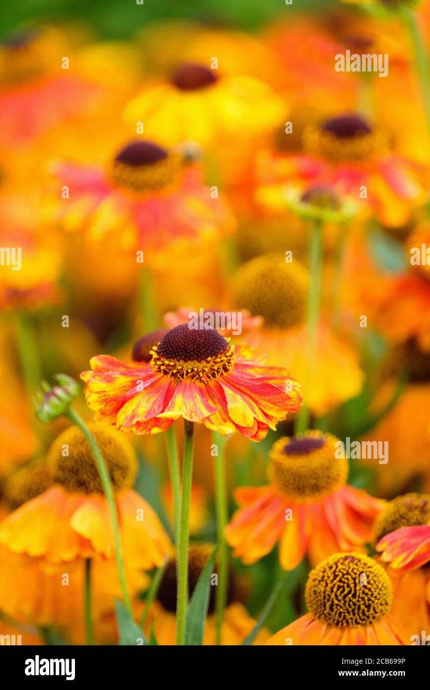Helenium 'Sahlins frühe Blumenerin'. Sneezezeed 'Sahlin's frühe Blüher'. Gänseblümchen-ähnliche, gelbe Blüten mit einer roten Färbung, die sich im Alter zu rot färben Stockfoto