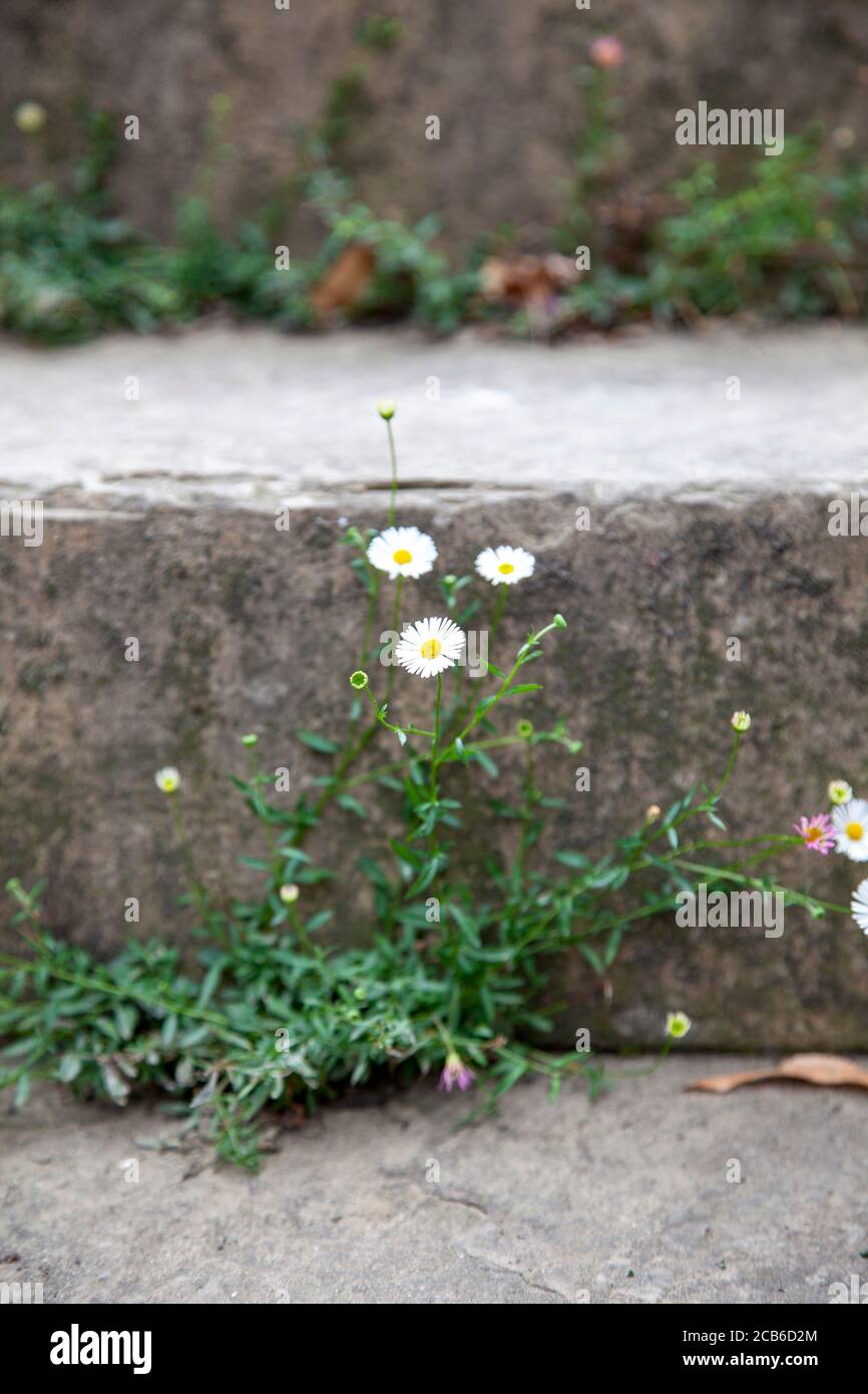 Daisy Blume Unkraut wächst auf Stufen Stockfoto
