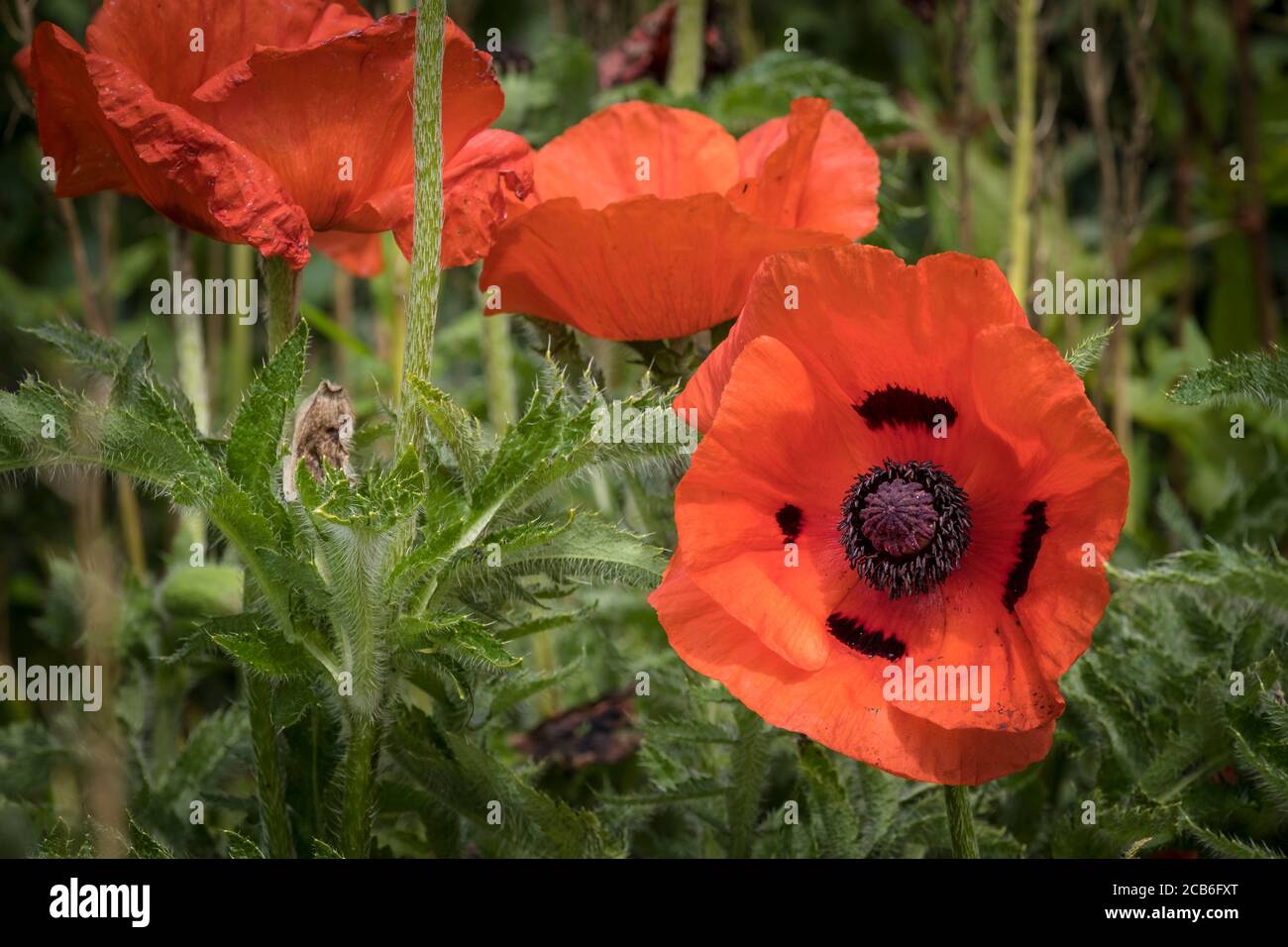 Papaver orientale Orientalischer Mohn. Stockfoto