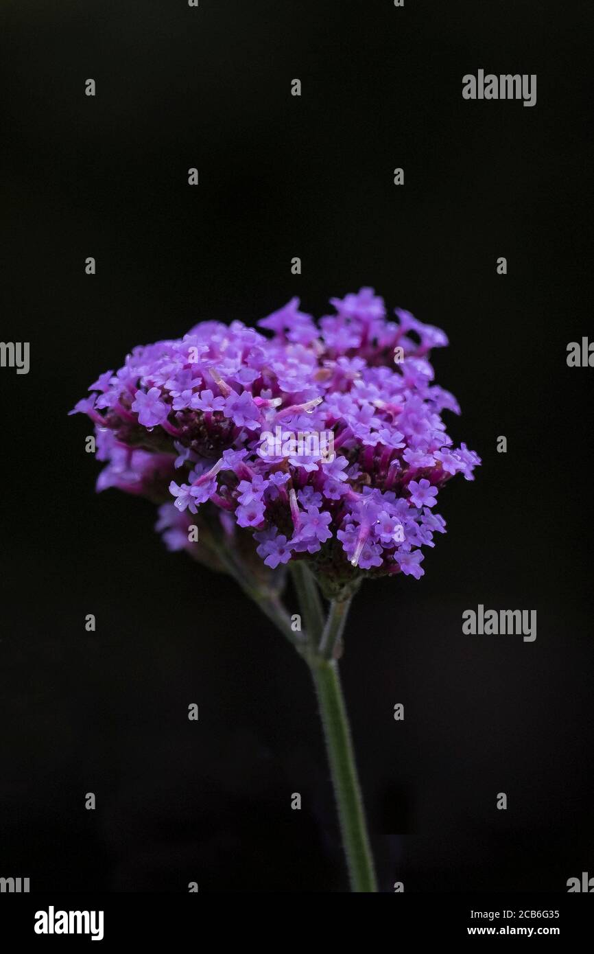 Verbena Bonariensis. Stockfoto