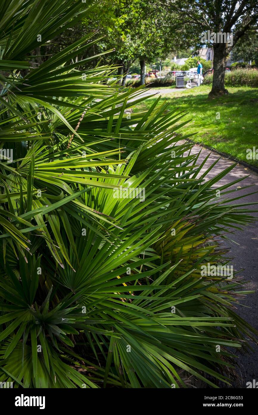Trachycarpus fortunei wächst im Trenance Garden in Newquay in Cornwall. Stockfoto