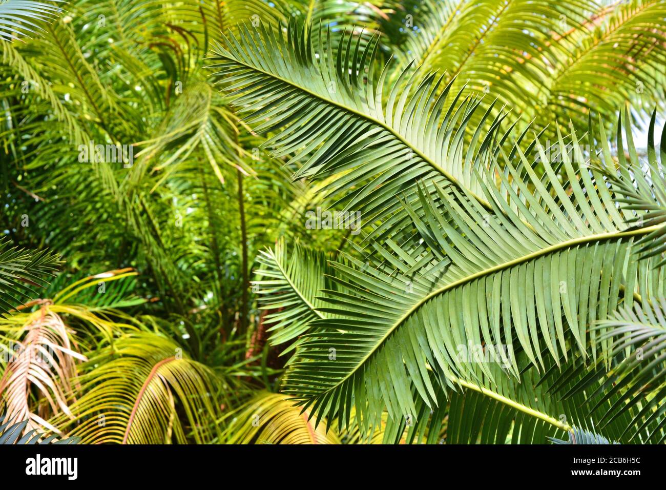 Cycaden Palmen Blätter wachsen im botanischen Garten. Grüne Blätter Hintergrund. Stockfoto