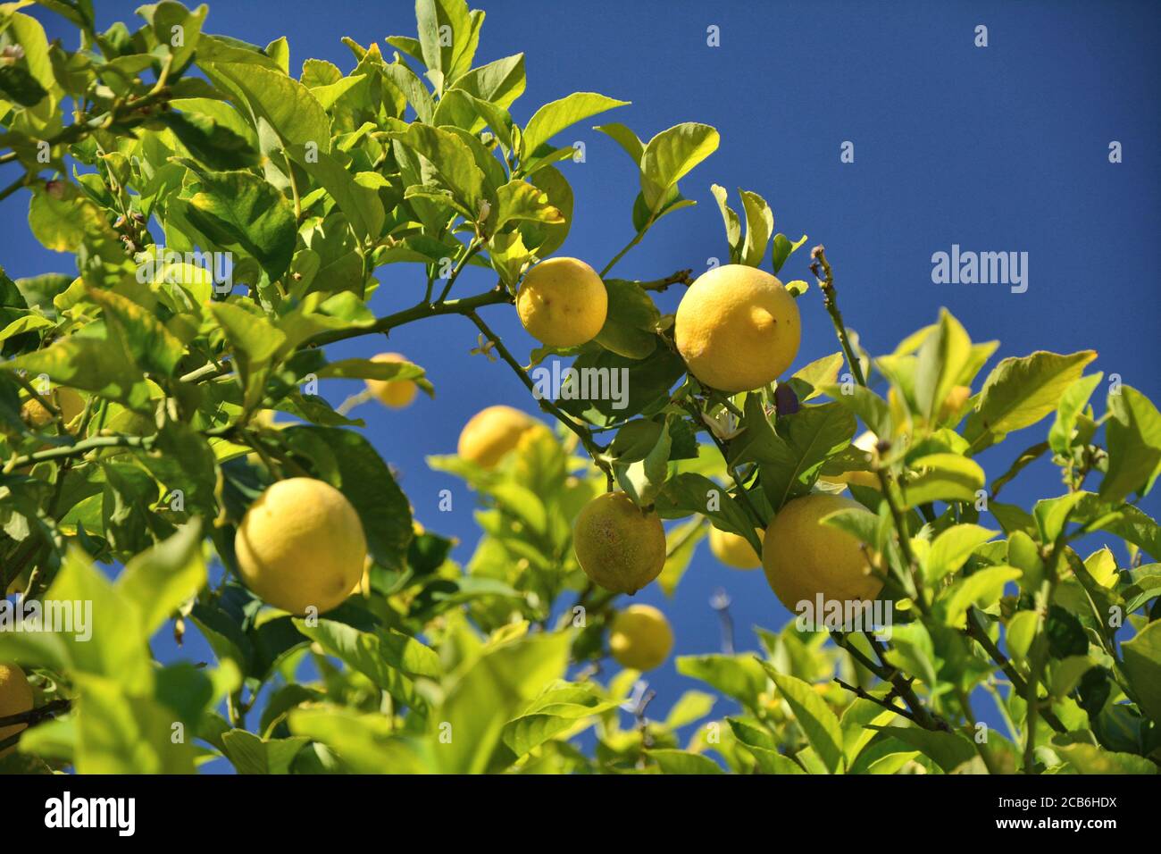 Zitronenbaum wächst in Kalifornien Garten. Blauer Himmel. Stockfoto