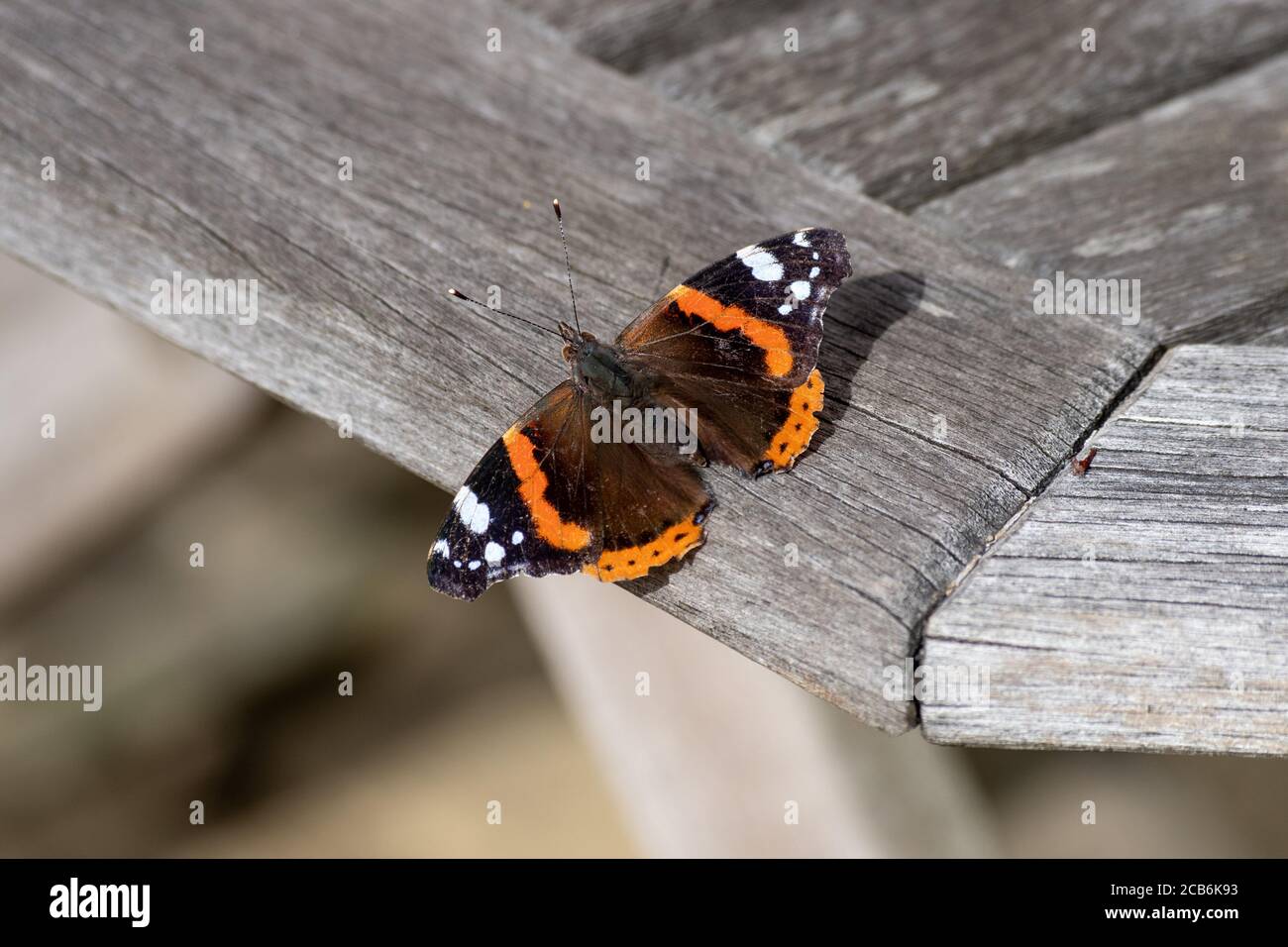 Red Admiral Butterfly (Vanessa atalanta) auf einem verwitterten Holzgartentisch, Großbritannien Stockfoto