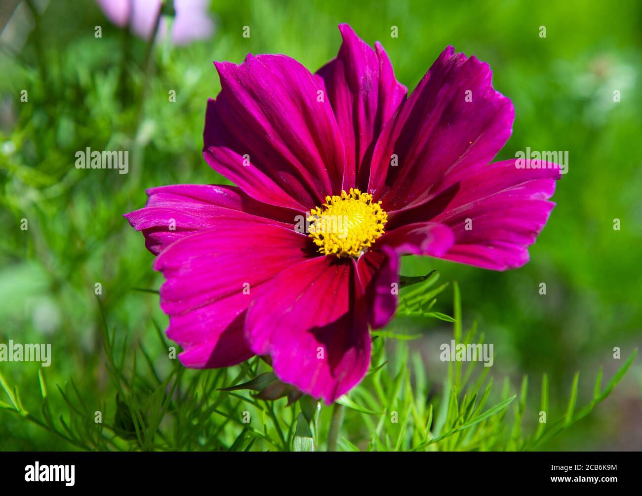 Schöne rosa Blüten im Garten Cosmos Bipinnatus oder mexikanische aster Stockfoto