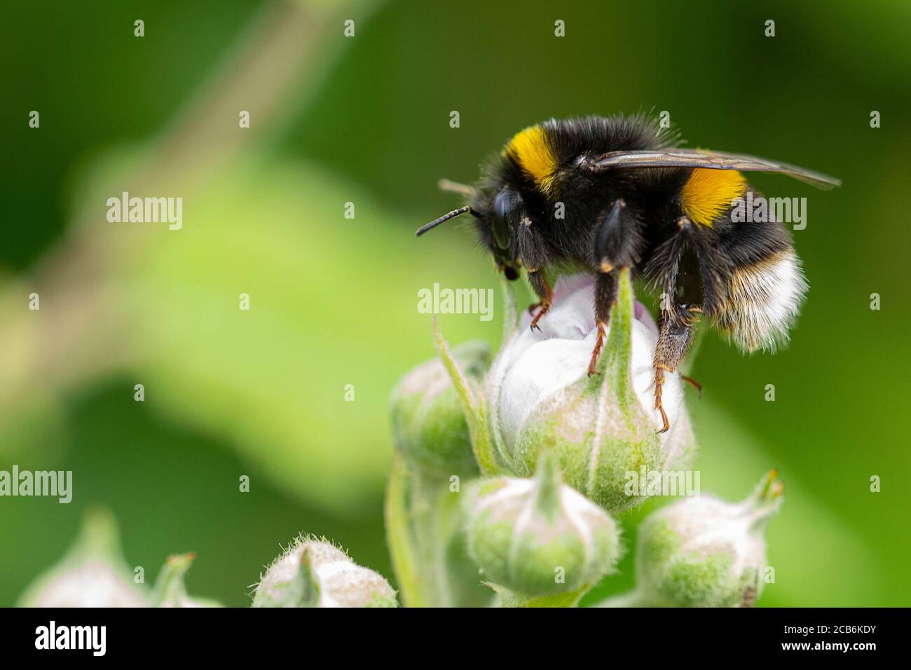 Buff-Tail Hummel (Bombus terrestris) auf einer Bramble Blütenknospe Stockfoto