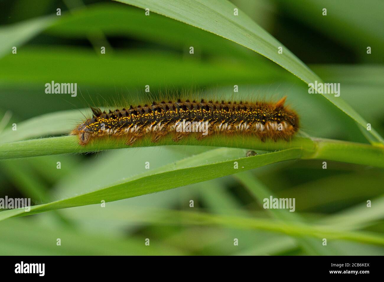 Trinker Moth caterpillar, Euthrix potatoria, on Common Reed, Phragmites australis Stockfoto