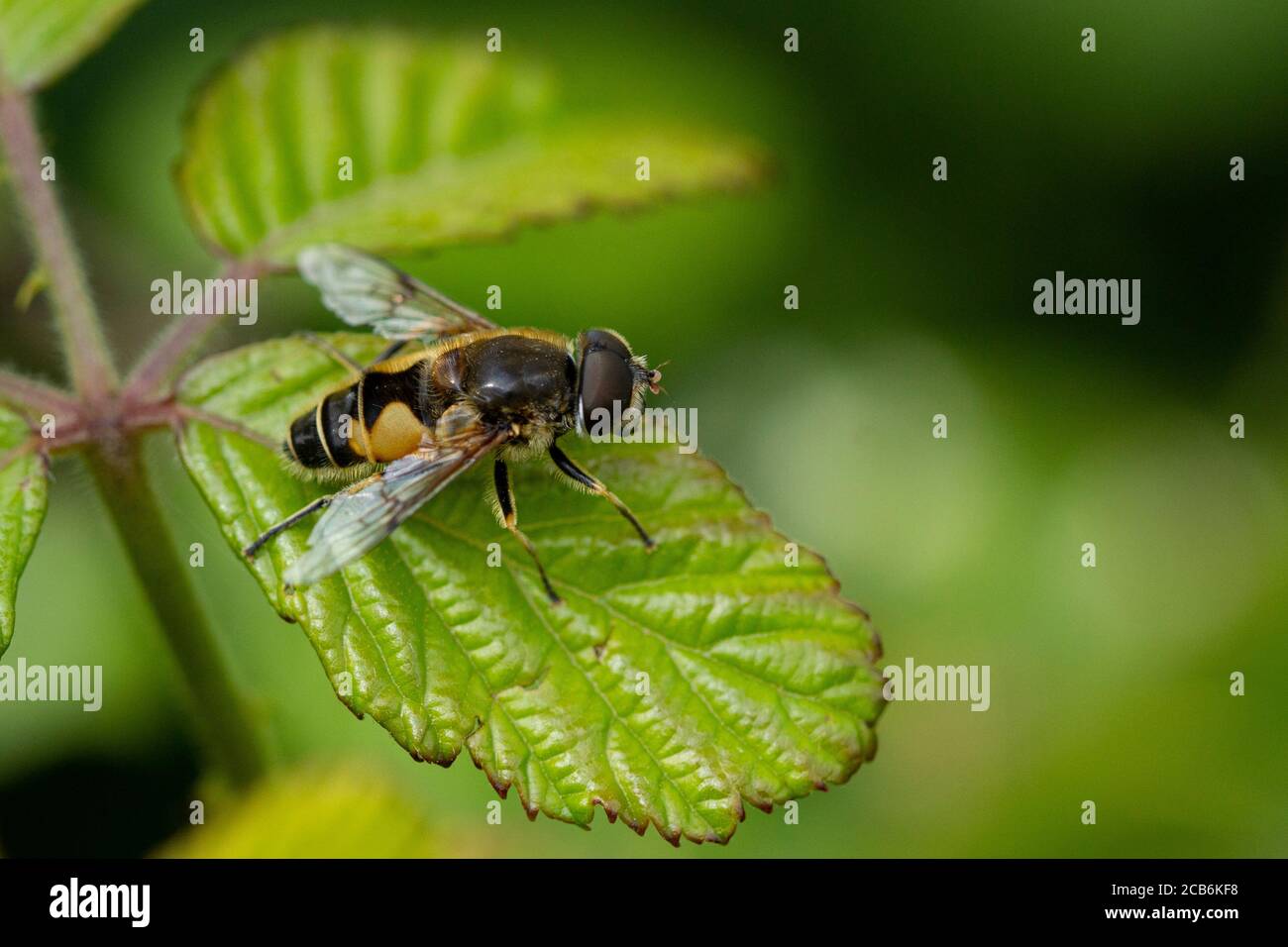 Schwebfliege, Eristalis horticola auf einem Brambleaf Stockfoto