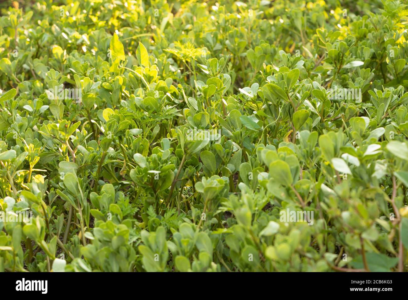 Portulaca oleracea wächst wie ein Teppich, die Vorteile dieser Pflanze Stockfoto