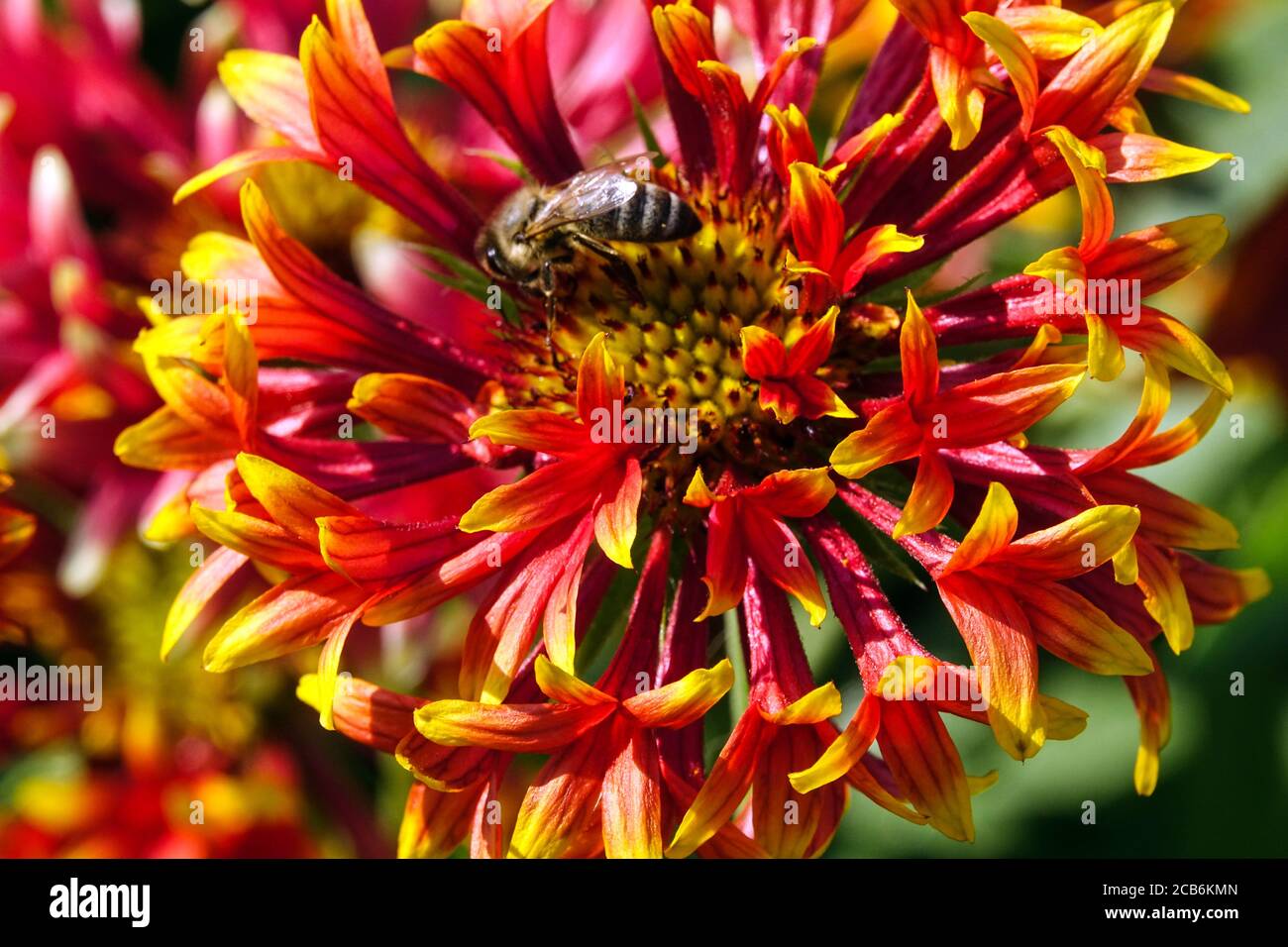 Gaillardia pulchella 'Lorenziana' Biene auf Blume Stockfoto