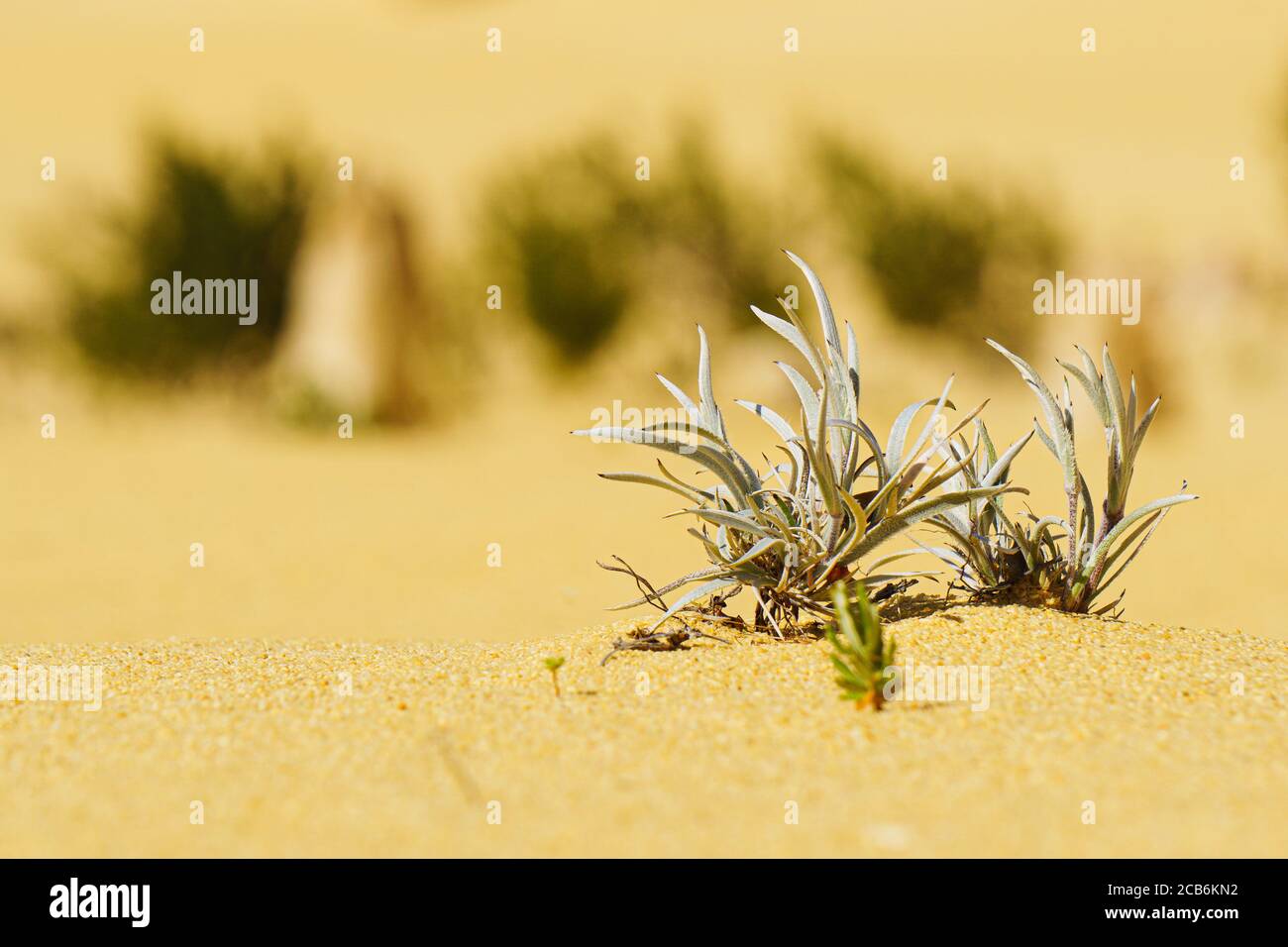 Pflanze im Sand. The Pinnacles Desert, WA, Australien Stockfoto