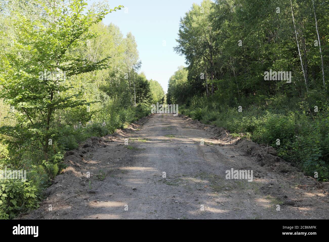 Eine beschauliche, unbefestigte Straße, die durch einen üppig grünen Wald führt und sich bis in die Ferne unter einem klaren blauen Himmel erstreckt. Stockfoto