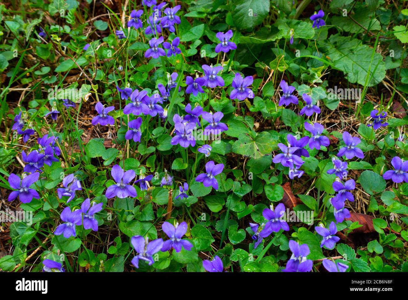 Devon Violets wächst wild auf einem Ufer der Malvern Hills, Worcestershire Stockfoto