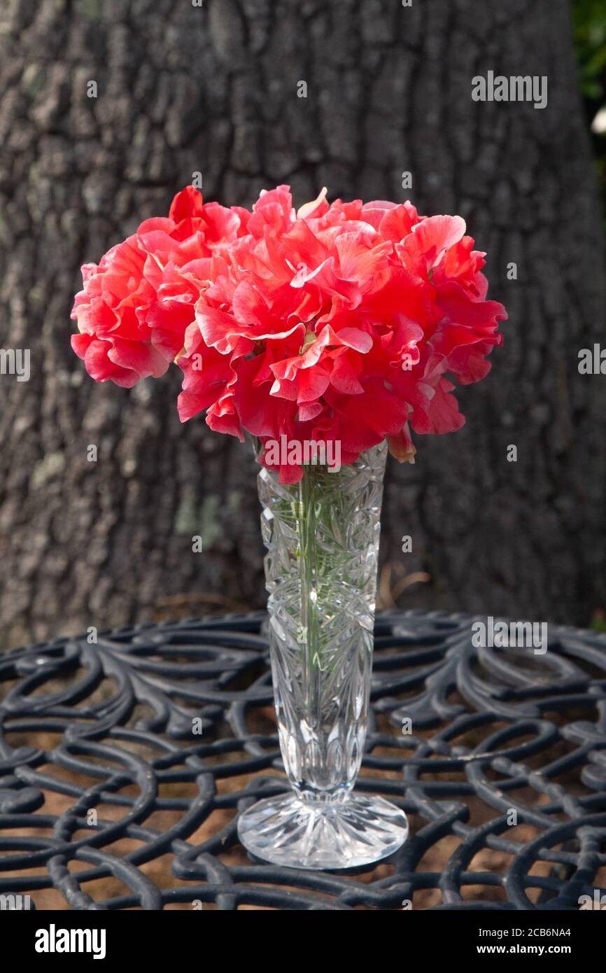 Rosa süße Erbsen ist eine Glasvase Stockfoto Rosa süße Erbsen ist eine Glasvase Stockfoto