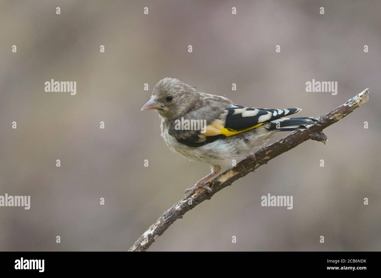Jungvogel, Carduelis carduelis, auf einem Zweig, der Wasser trinken will. Spanien. Stockfoto