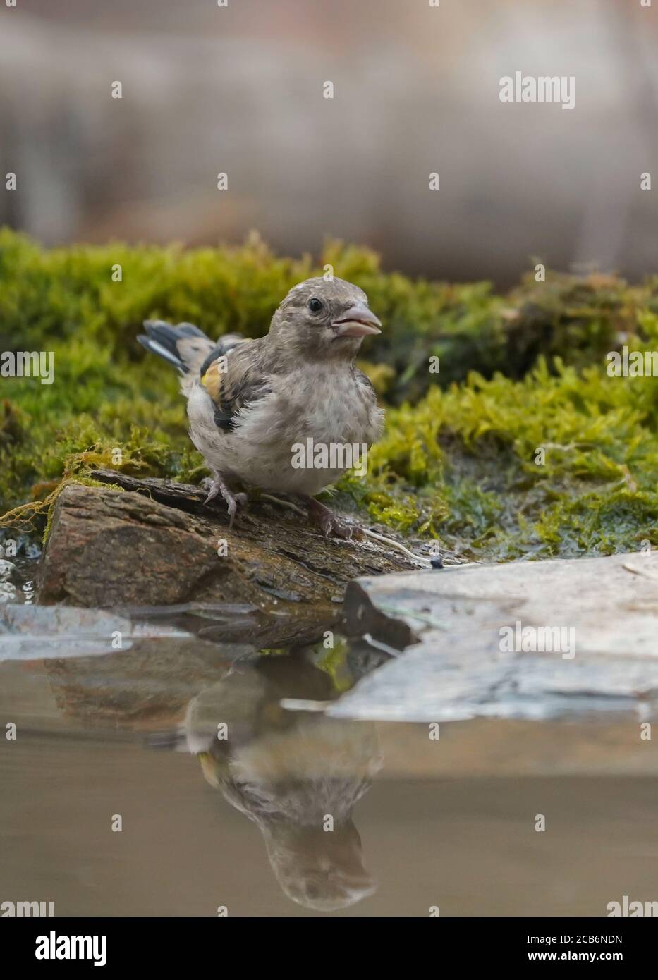 Jugendlicher Goldfink, Carduelis carduelis, Trinkwasser. Spanien. Stockfoto