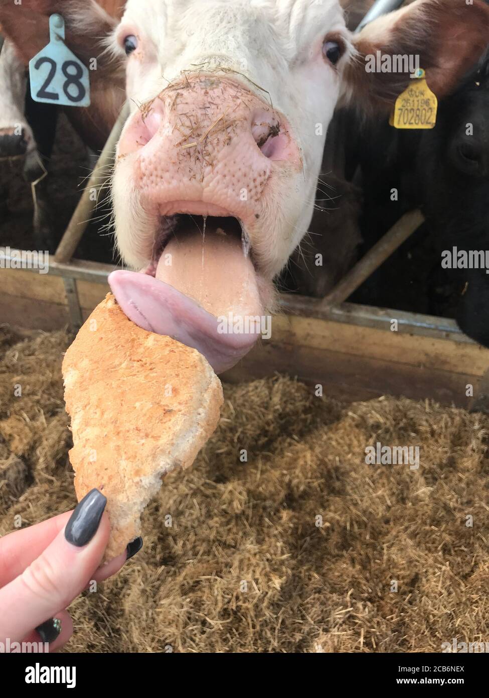 Kuh, die Brot durch die Riegel ihrer Feder isst Stockfoto