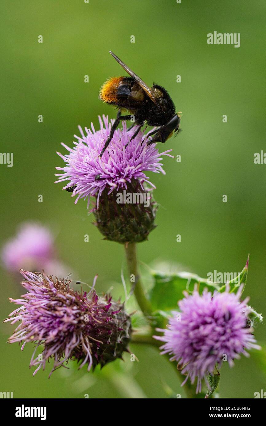 Bienennachahmung der Hoverfly (Volucella bombylans) auf der schleichenden Thistle Stockfoto