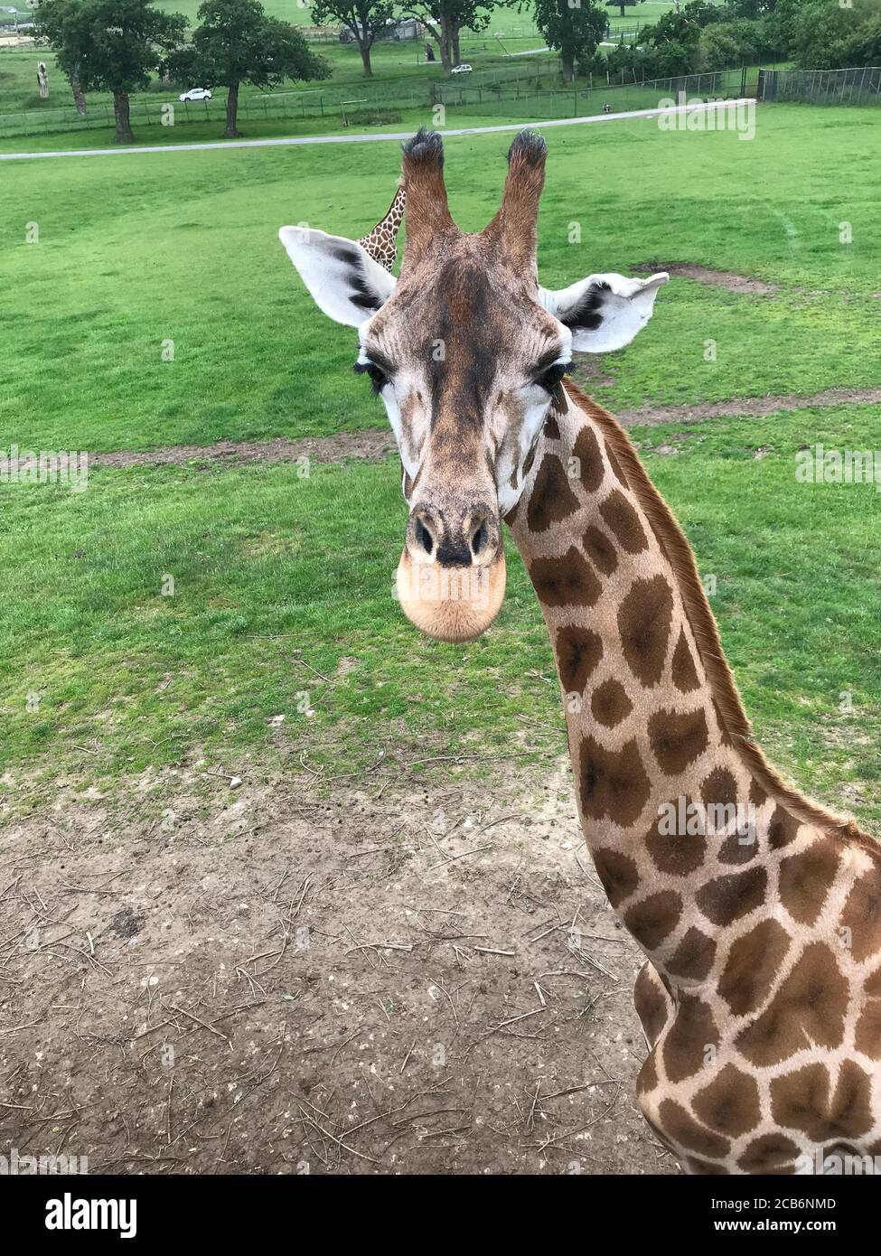 Nahaufnahme einer Giraffe Stockfoto