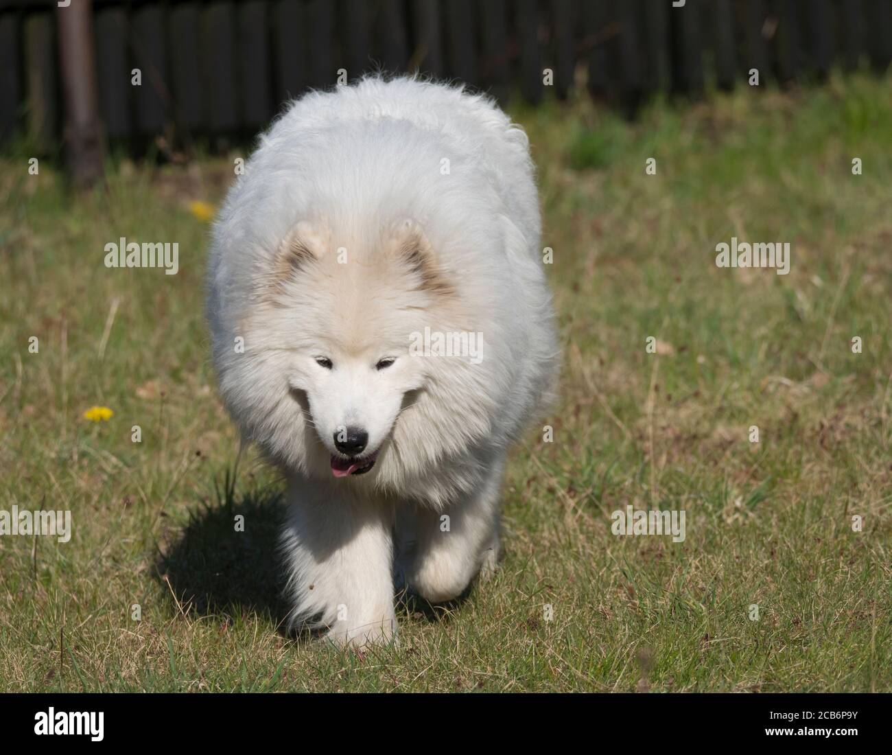 Junge Samoyed Hund mit weißen flauschigen Mantel und Zunge ragt aus Spaziergang auf dem grünen Rasen Garten. Cute glücklich russischen Bjelkier Hund ist eine Rasse von Stockfoto
