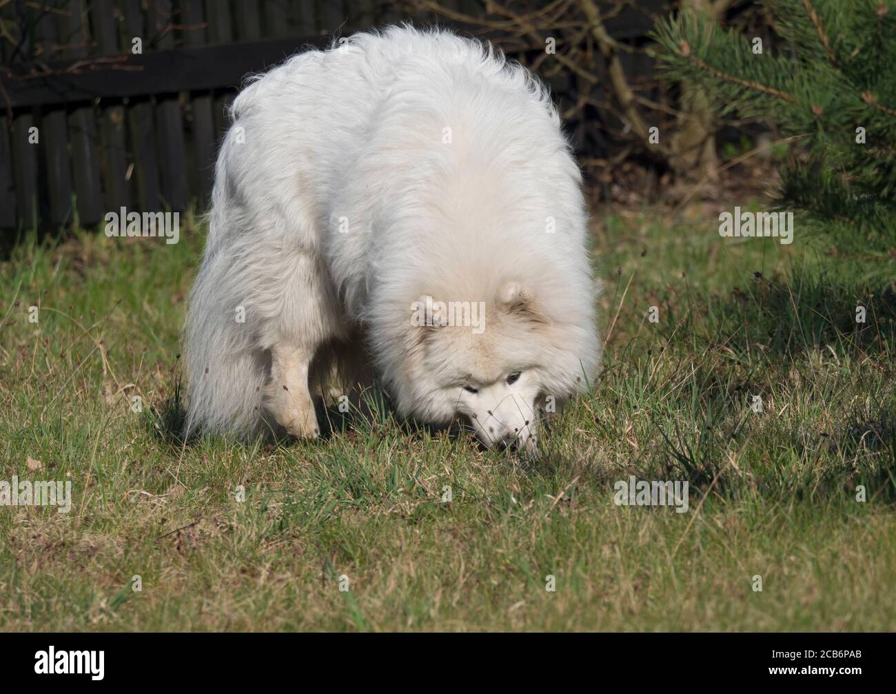 Junge Samoyed Hund mit weißen flauschigen Mantel Graben und schnüffeln an grünen Gras Garten. Cute Happy Russian Bjelkier Hund ist eine Rasse von großen Hüter Hunde. Stockfoto