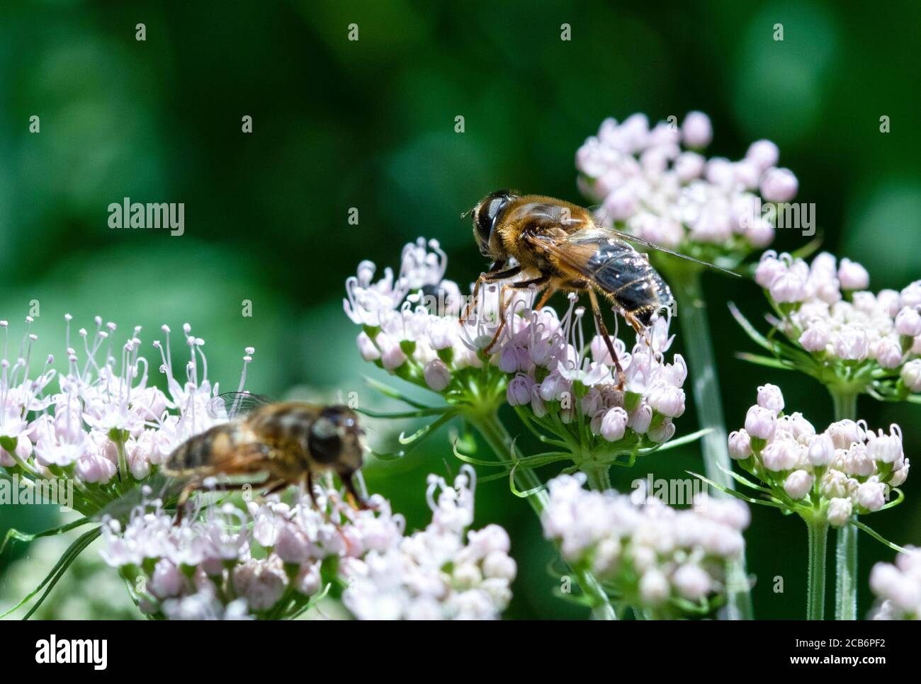 Eristalis pertinax schwebt auf Blütenköpfen Stockfoto