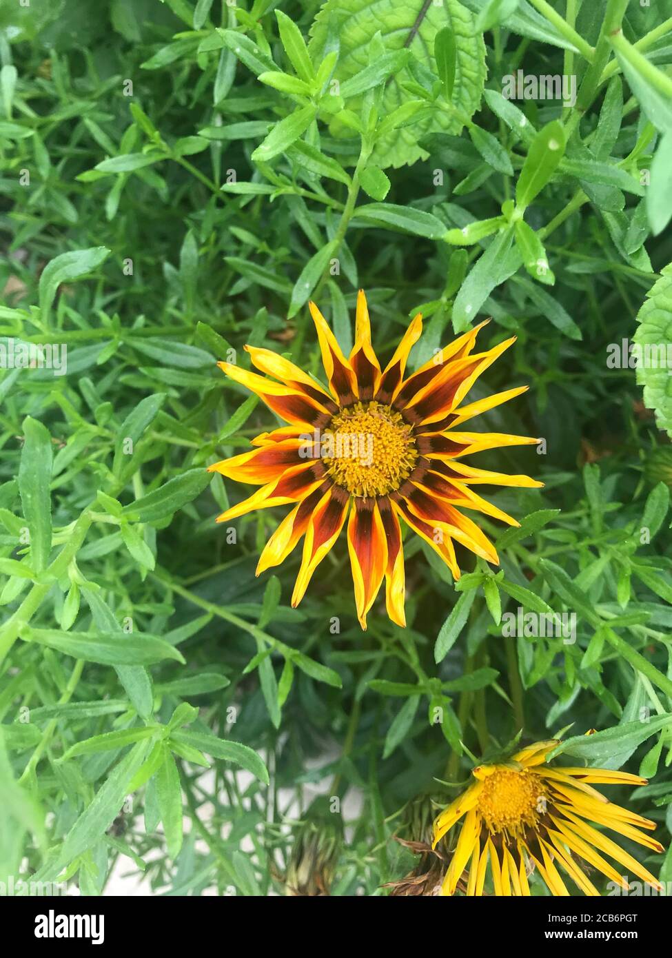 Nahaufnahme eines Barberton Daisy Stockfoto