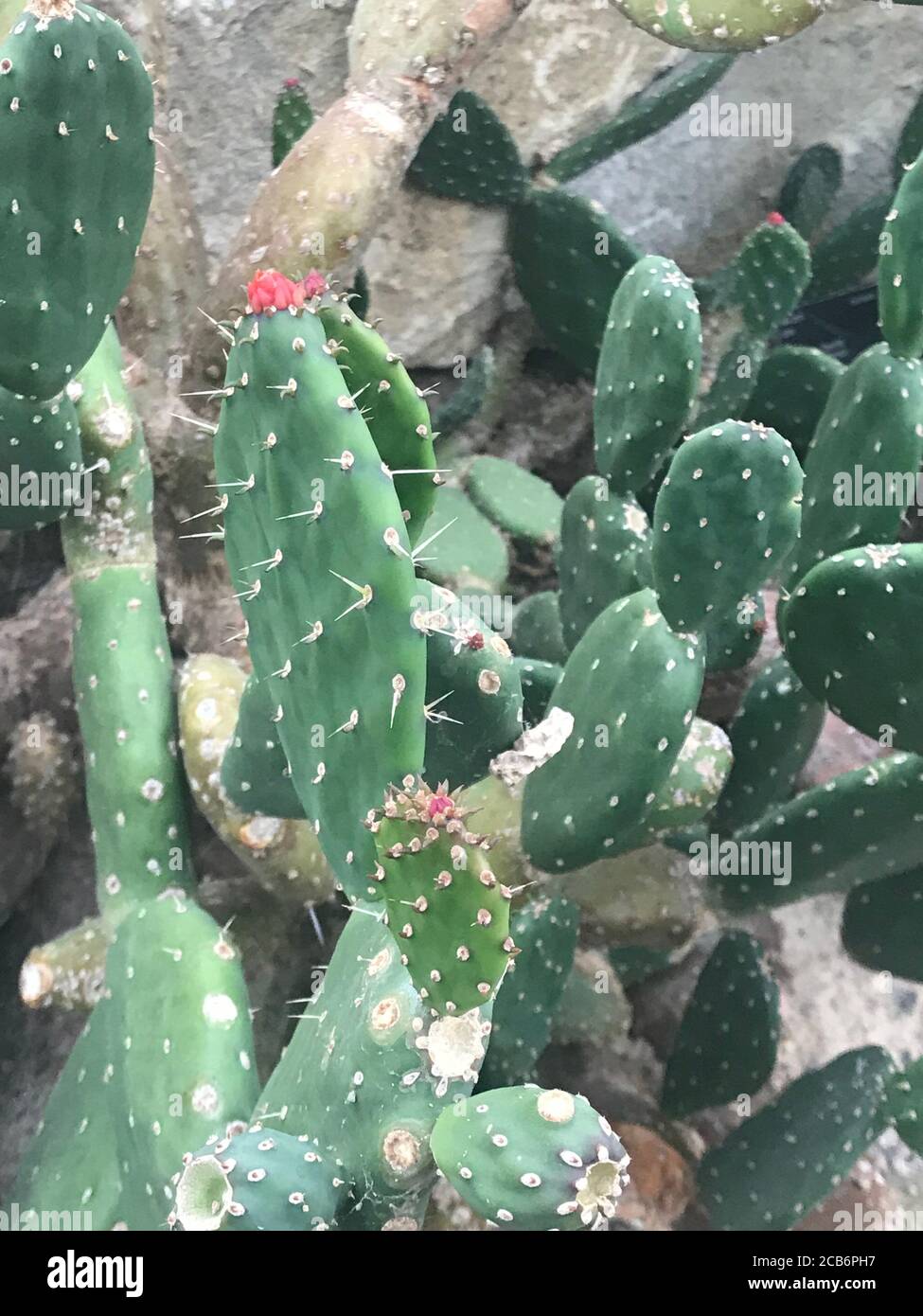 Nahaufnahme eines Beavertail Cactus Stockfoto