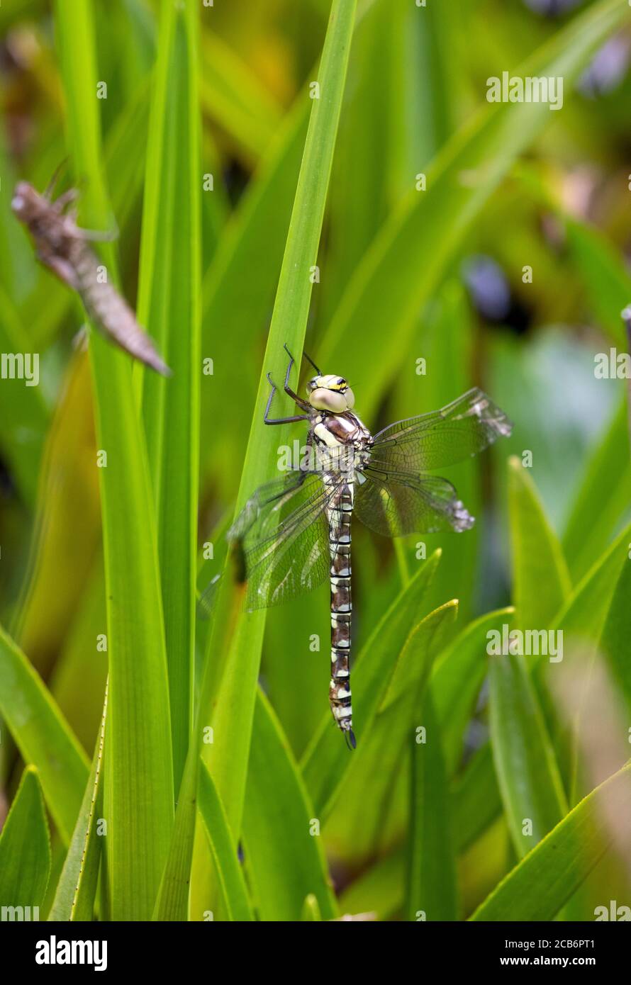 Neu aufgetauchte Southern Hawker Libelle (weiblich) Stockfoto