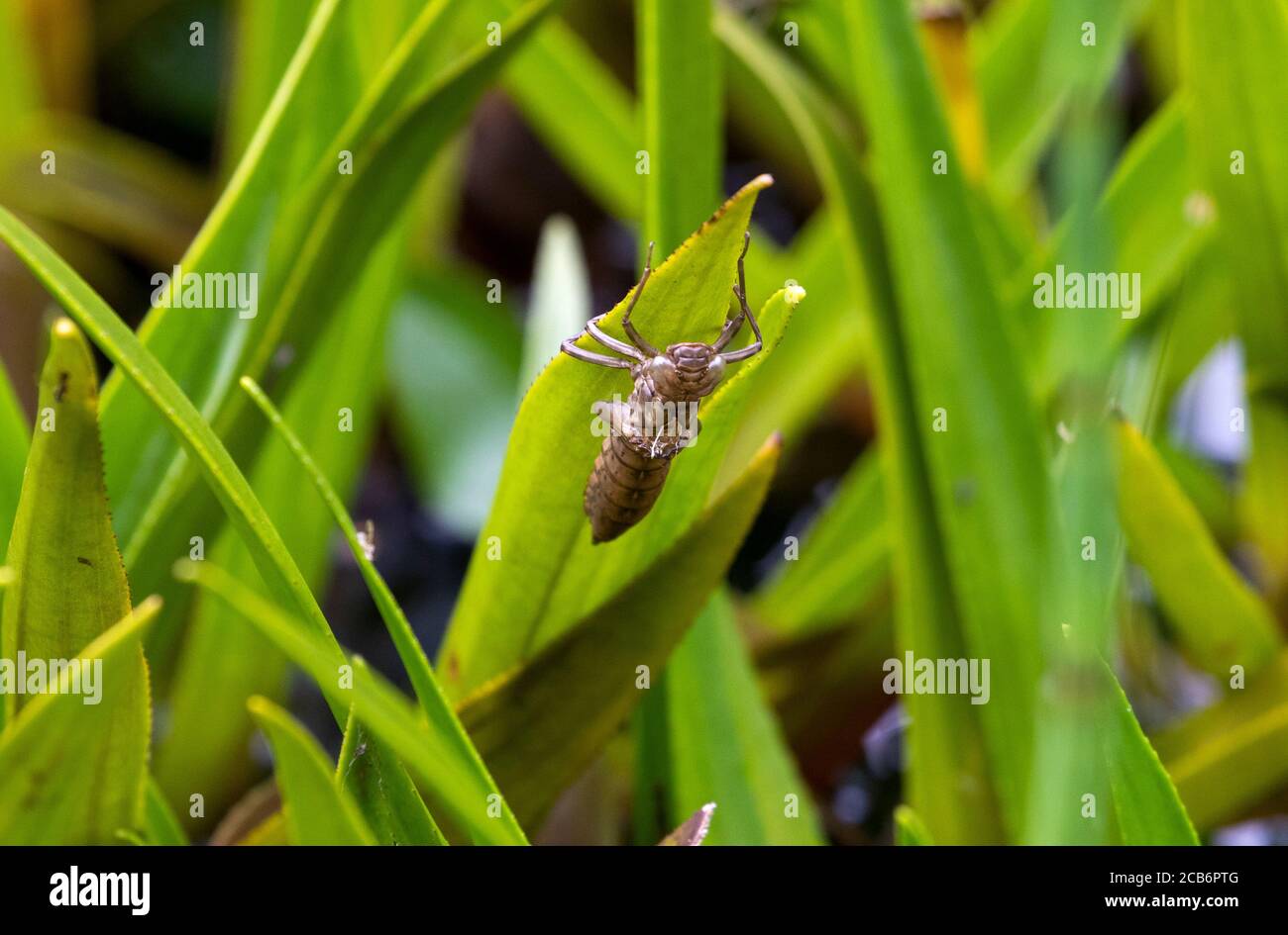 Libelle strahlt auf dem Blatt aus Stockfoto